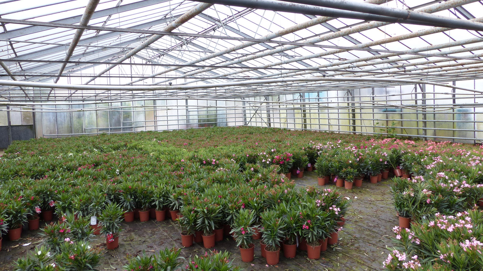 Oleander Busch 65 cm Nerium Rosenlorbeer Premium rot oder rosa