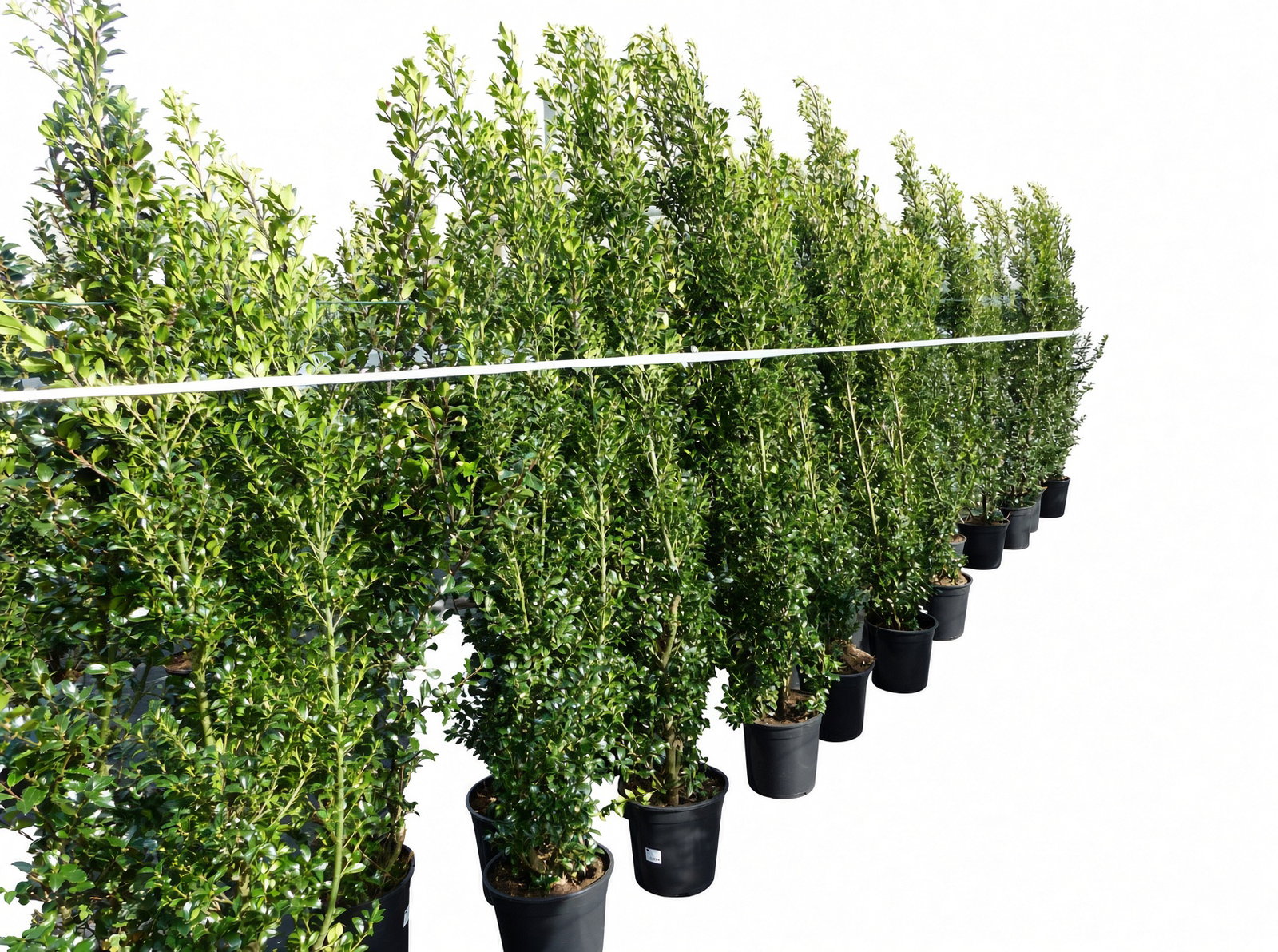 Ilex meserveae Blue Prince 170–195 cm blaue Stechpalme Hecke