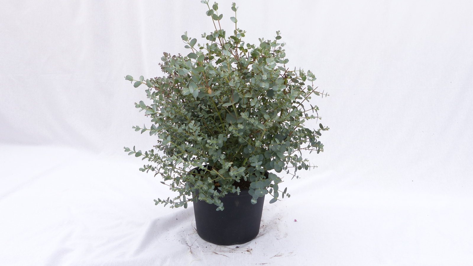4 Stück Eucalyptus Gunni Gunnii Busch Kugel Eukalyptusbaum, Ø 35 cm, T19  H 50 cm Pflanze winterhart