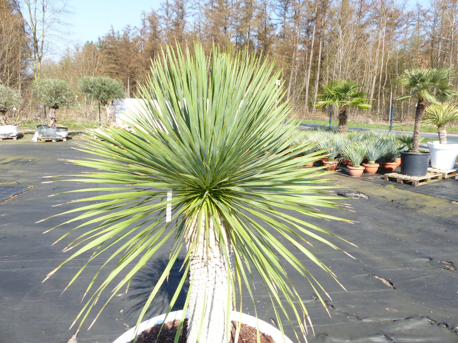 Yucca Rostrata 180 cm | Stamm 60 cm | im Pflanzkübel Ø80 cm Weiß winterhart