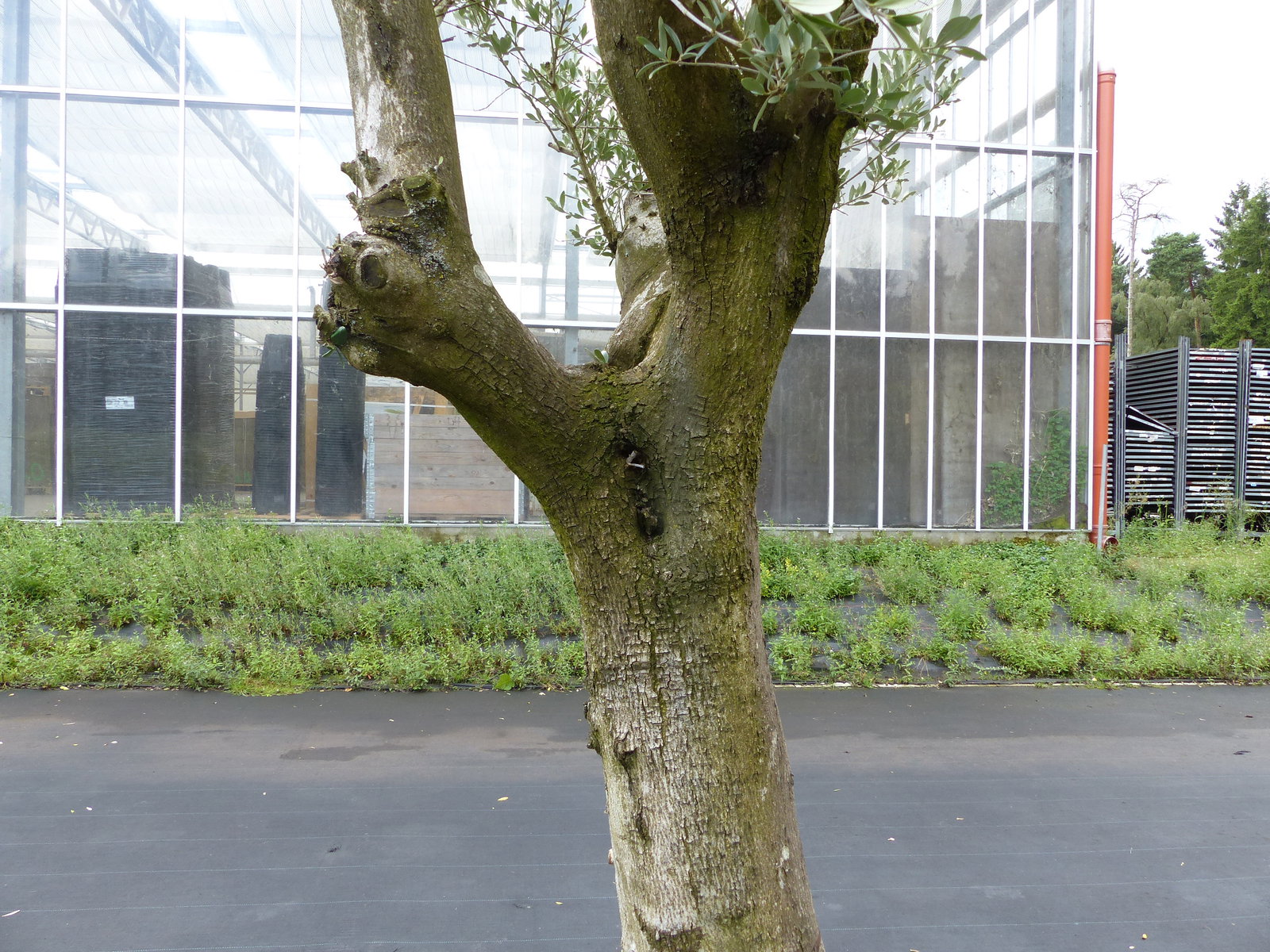 exakt dieser Baum Nr. A , 240 cm, Olivenbaum 'Angebot' verzweigte Olive winterhart