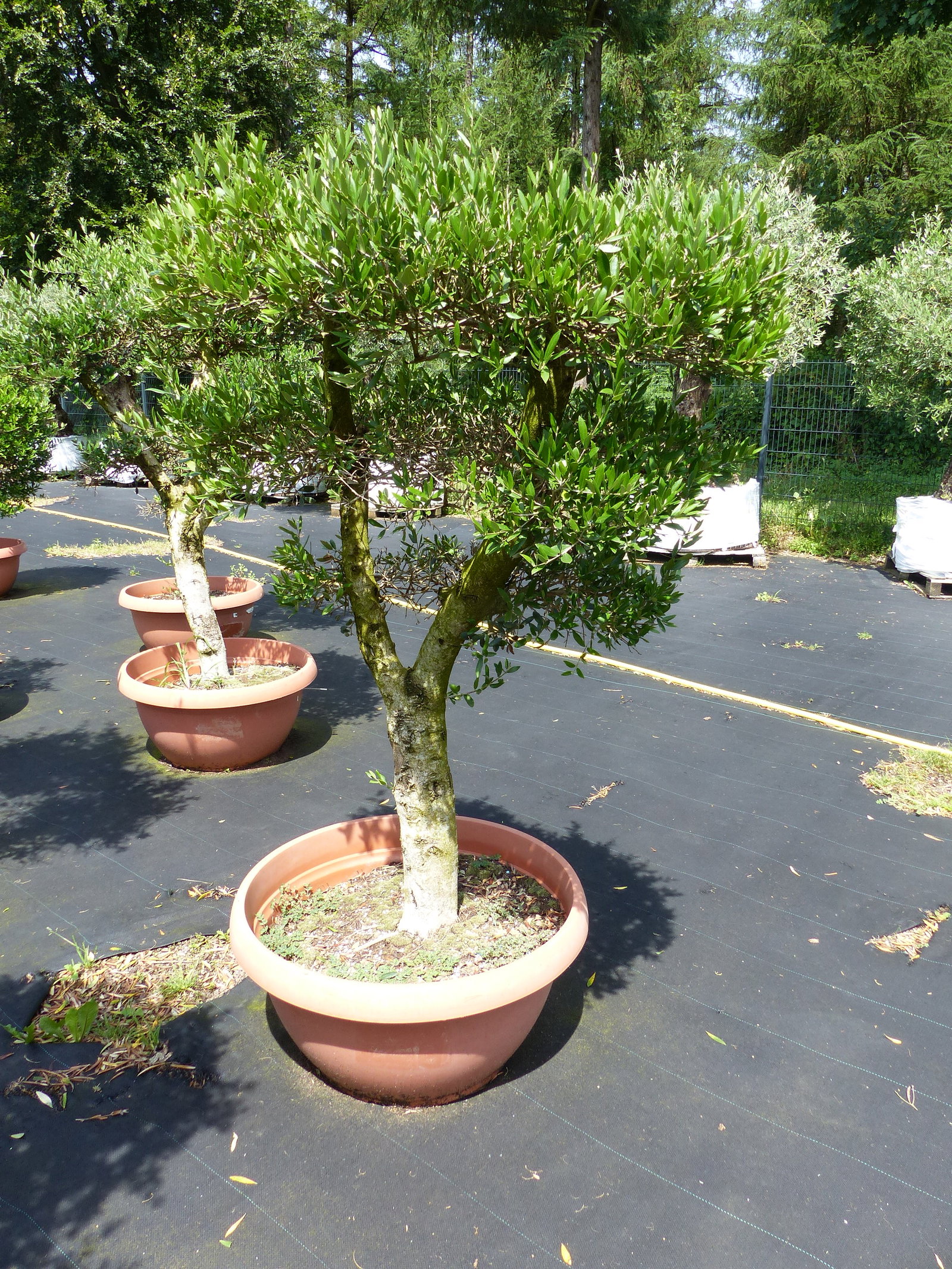 Angebot | Olive Olivenbaum Pon Pon | 160-190cm in 90L-Schale | 5 - 7 Pon Pon | Bonsai Formgehölz, winterhart