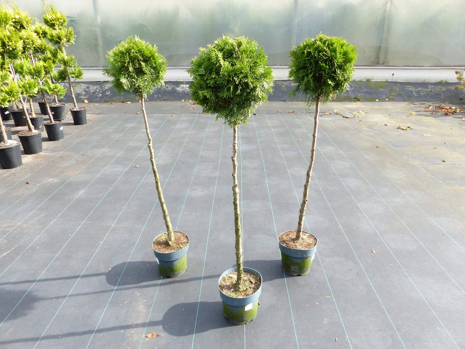 Thuja Smaragd Stamm 125 - 135 cm, Heckenpflanze, Formgehölz, Bonsai, Formschnitt, Gartenbonsai
