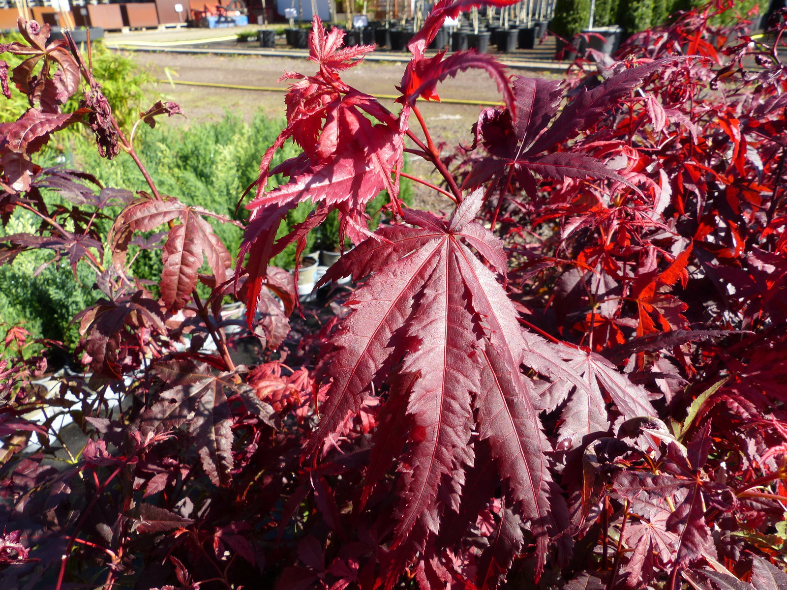 Ahorn Acer Palmatum Atropurpureum 65 - 85 cm roter Fächerahorn