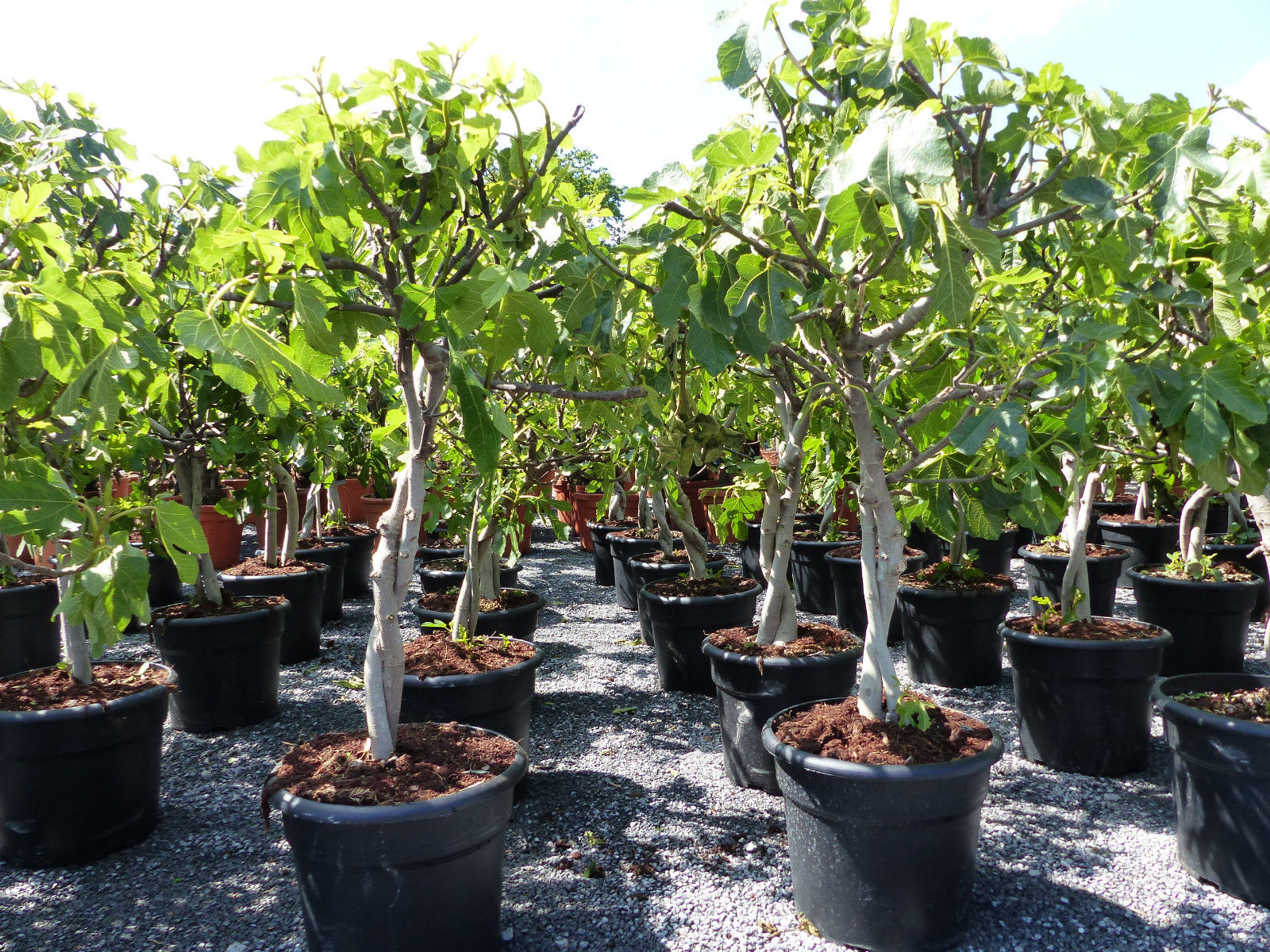 Feigenbaum - hell UND dunkel - in 1 Topf, Obstbaum, winterhart, Ficus Carica, Feige