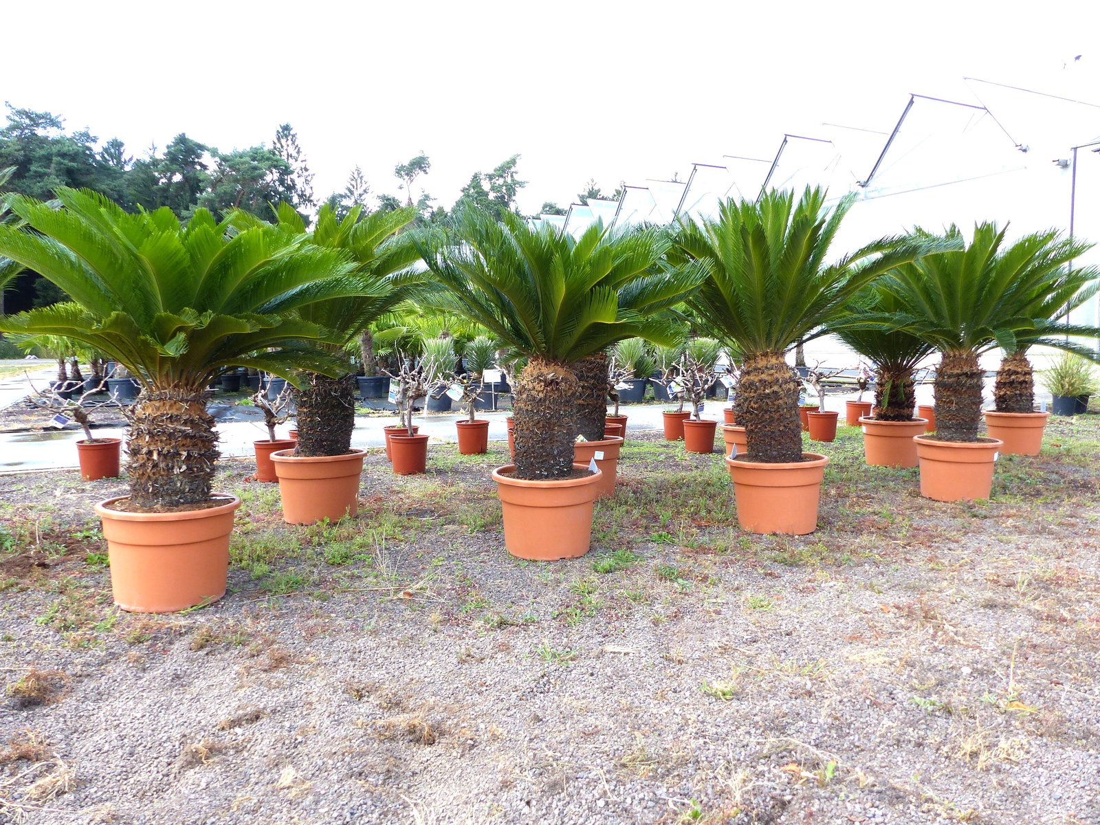 Cycas revoluta 130–150 cm – Japanische Sagopalme Palmfarn mit dickem, kräftigem Stamm bis zu 90 cm Umfang