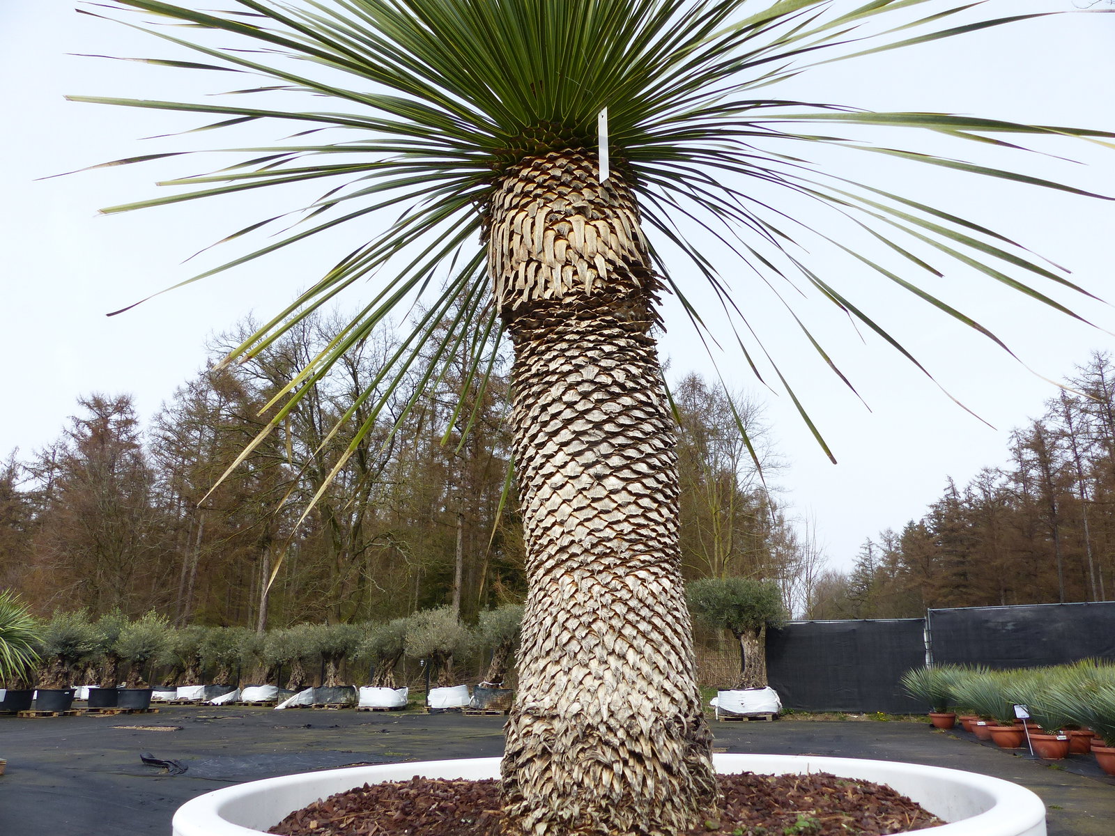 Yucca Rostrata 190 cm | Stamm 80 cm | im Pflanzkübel Ø80 cm Weiß winterhart