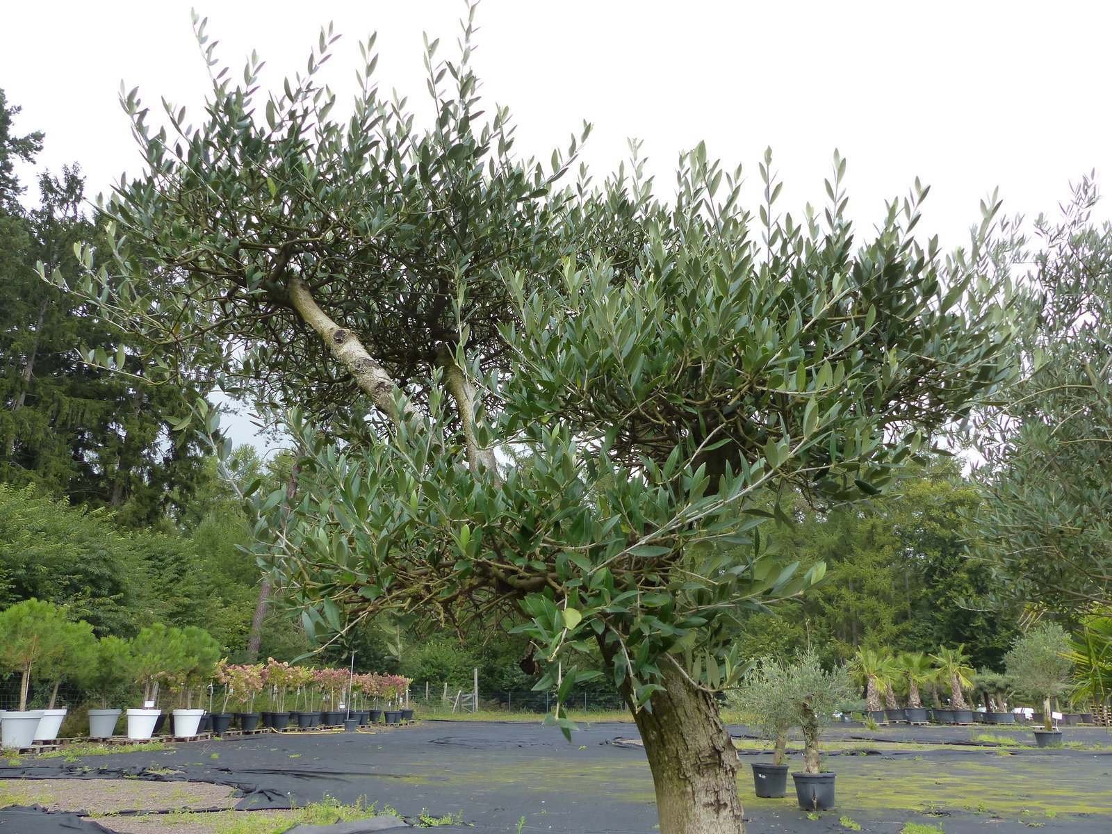 genau dieser Olivenbaum 195 cm Olea Europaea Pon Pon Olive winterhart im Cortenstahlkübel 70 x 70 cm