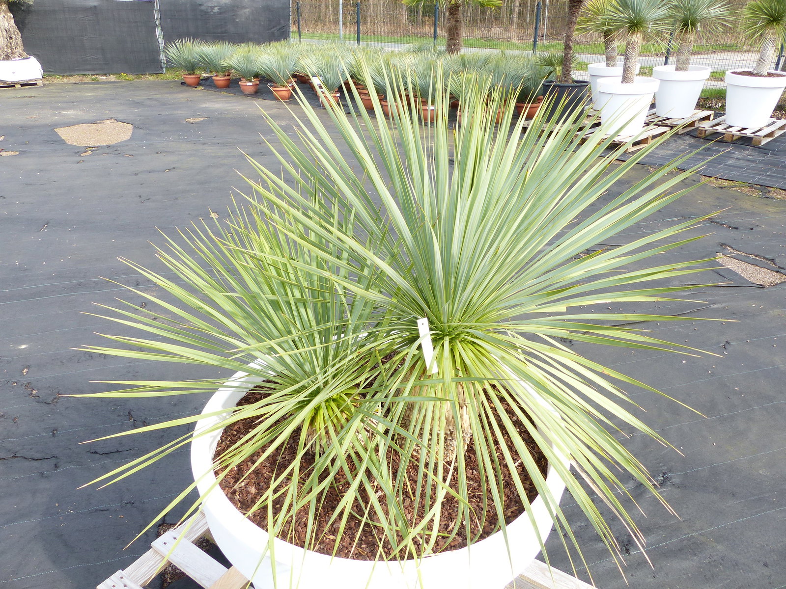 Yucca Rostrata 140 cm | Stamm 25 cm | im Pflanzkübel Ø80 cm Weiß winterhart