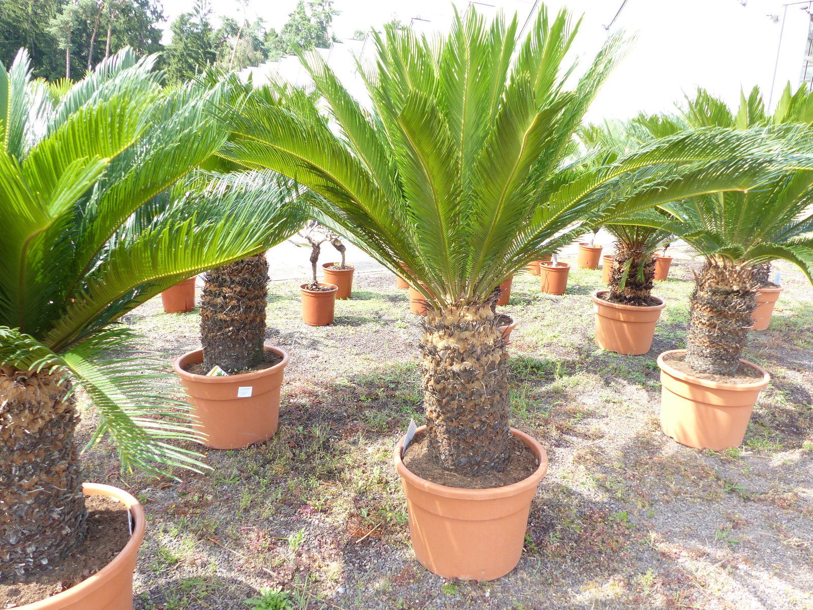 Cycas revoluta 130–150 cm – Japanische Sagopalme Palmfarn mit dickem, kräftigem Stamm bis zu 90 cm Umfang
