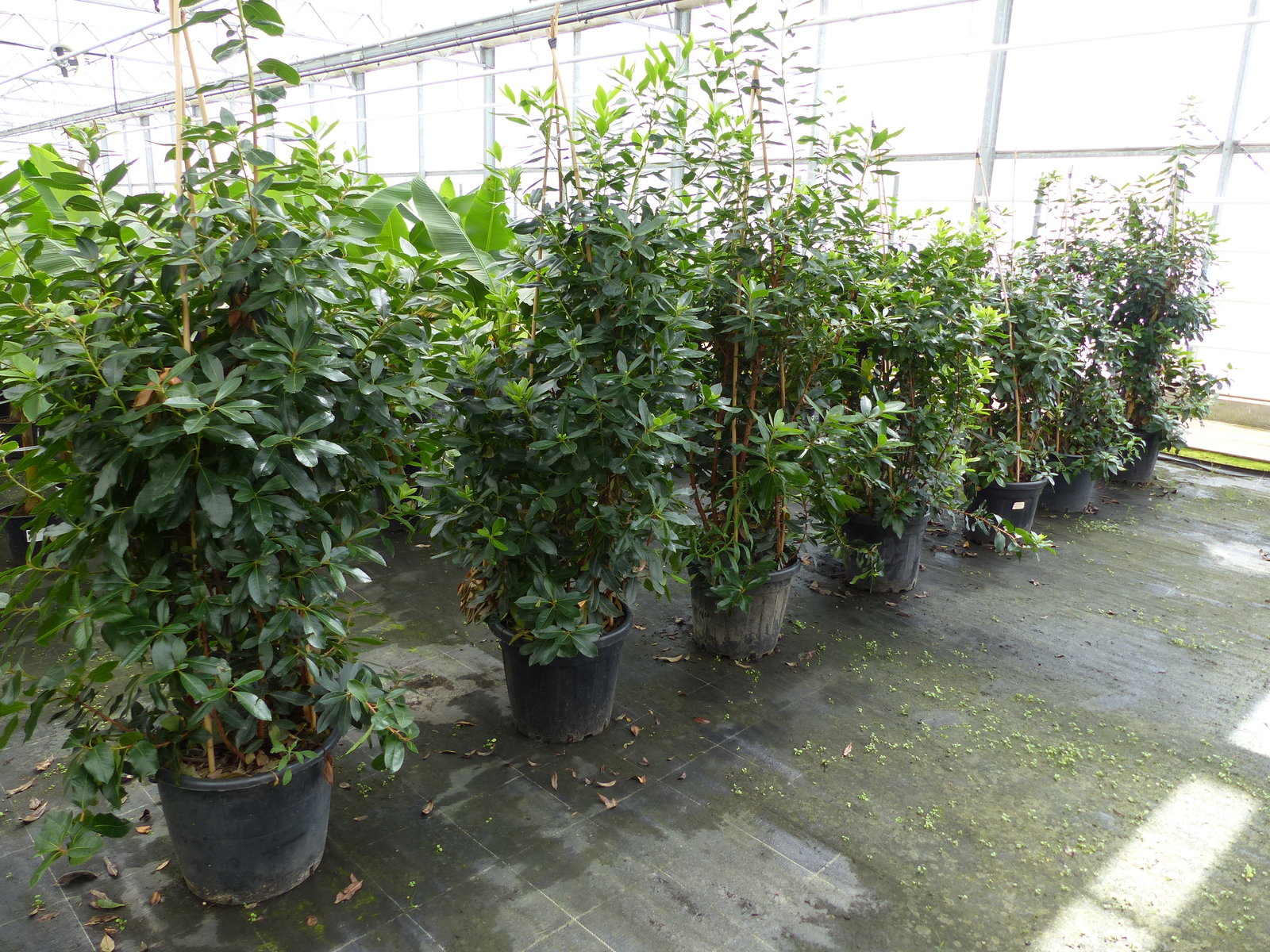 Erdbeerbaum | 170 - 190 cm | Arbutus unedo | veredelt | Premiumqualität | winterhart | fruchtreif