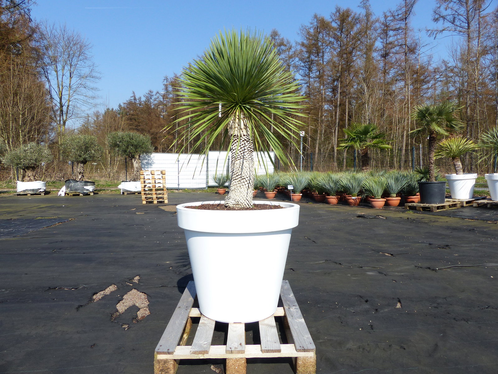 Yucca Rostrata 180 cm | Stamm 60 cm | im Pflanzkübel Ø80 cm Weiß winterhart