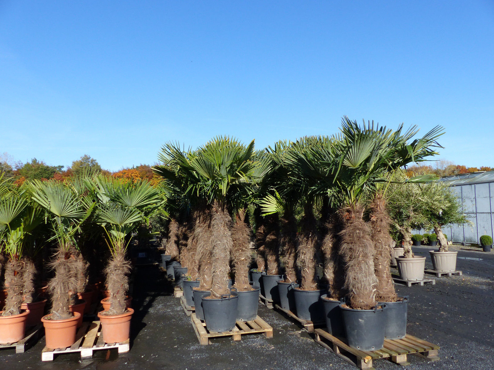 XXXXL 240 - 270 cm Trachycarpus fortunei 130-150 cm Stamm Hanfpalme, winterharte Palme bis -18°C