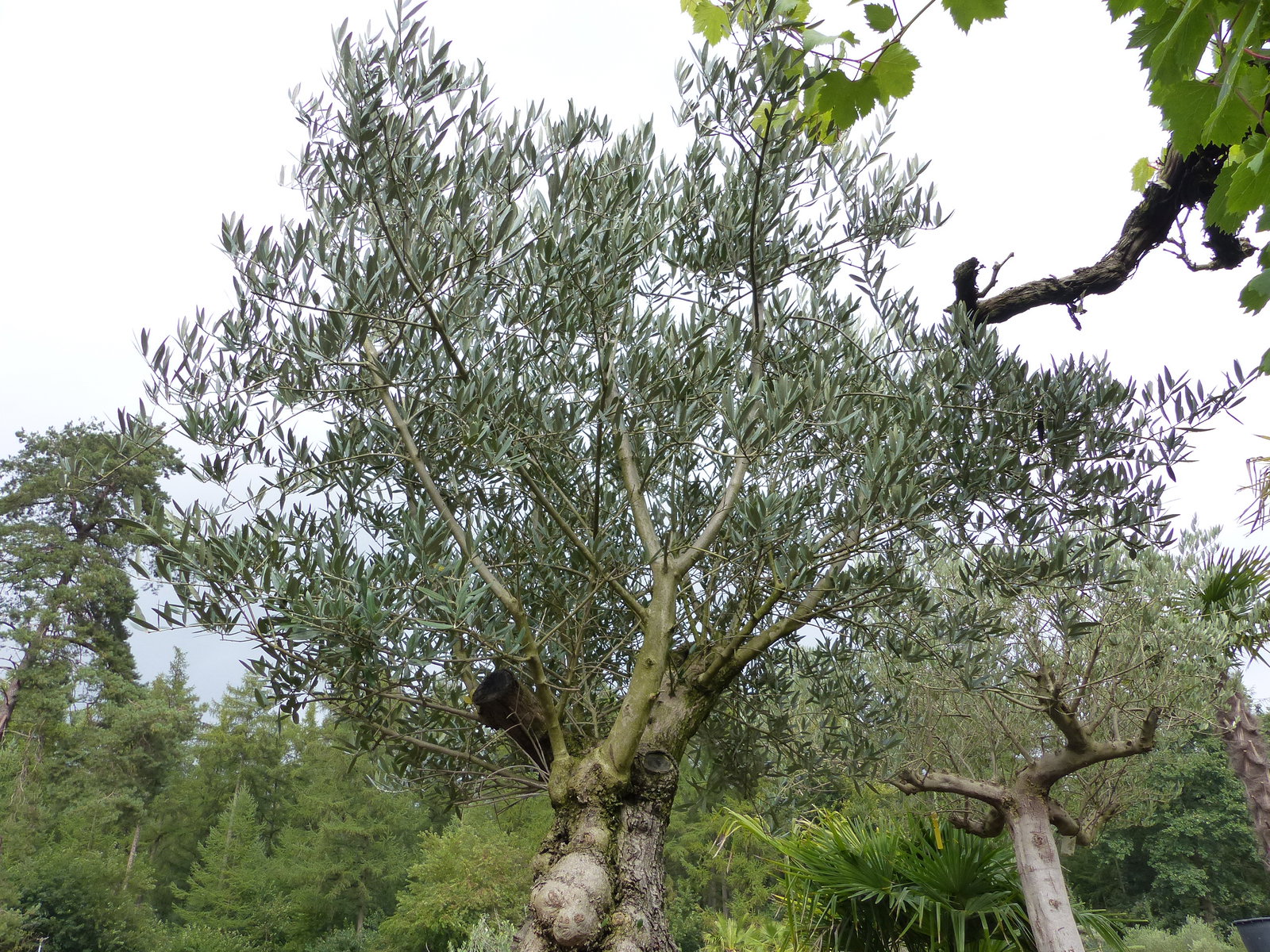 genau dieser Olivenbaum 245 cm Olea Europaea verzweigte Olive winterhart im Cortenstahlkübel 90 x 90 cm