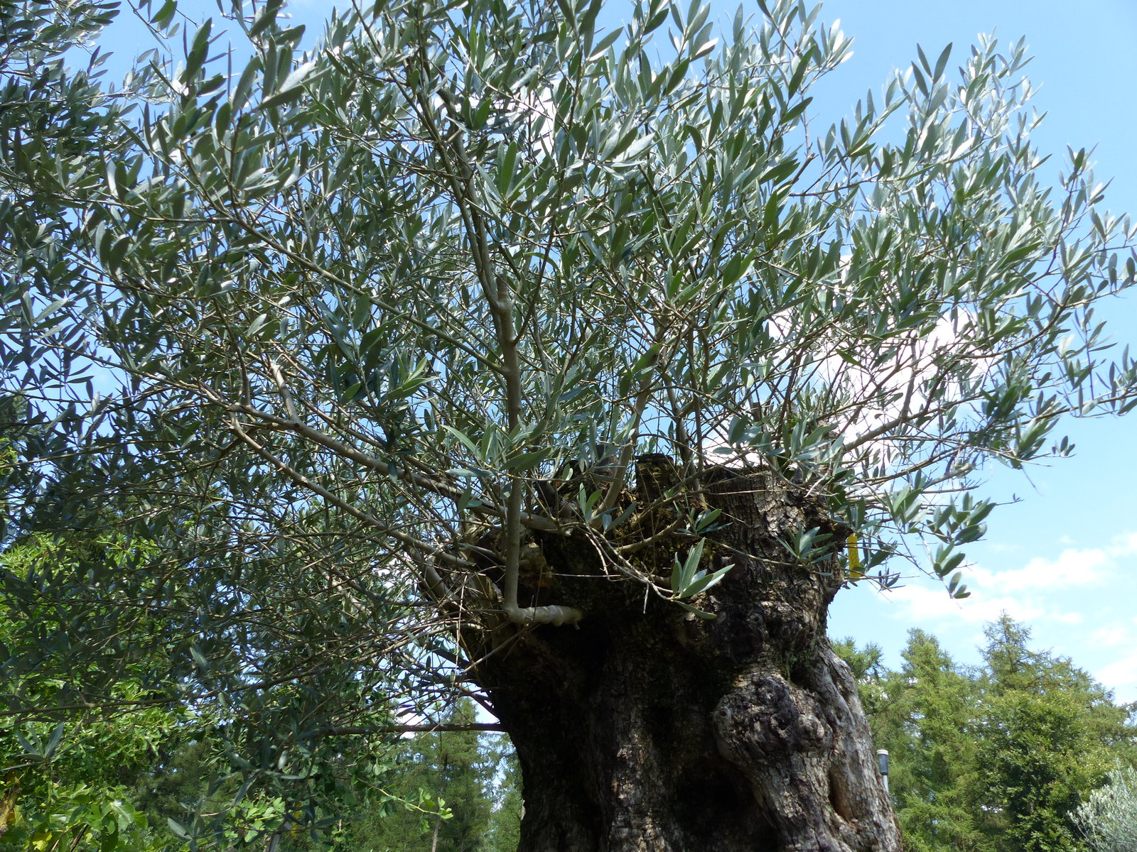 exakt dieser Baum Nr. 318, Angebot, 180 cm, Olivenbaum, Bonsai, knorrige alte urige Olive winterhart