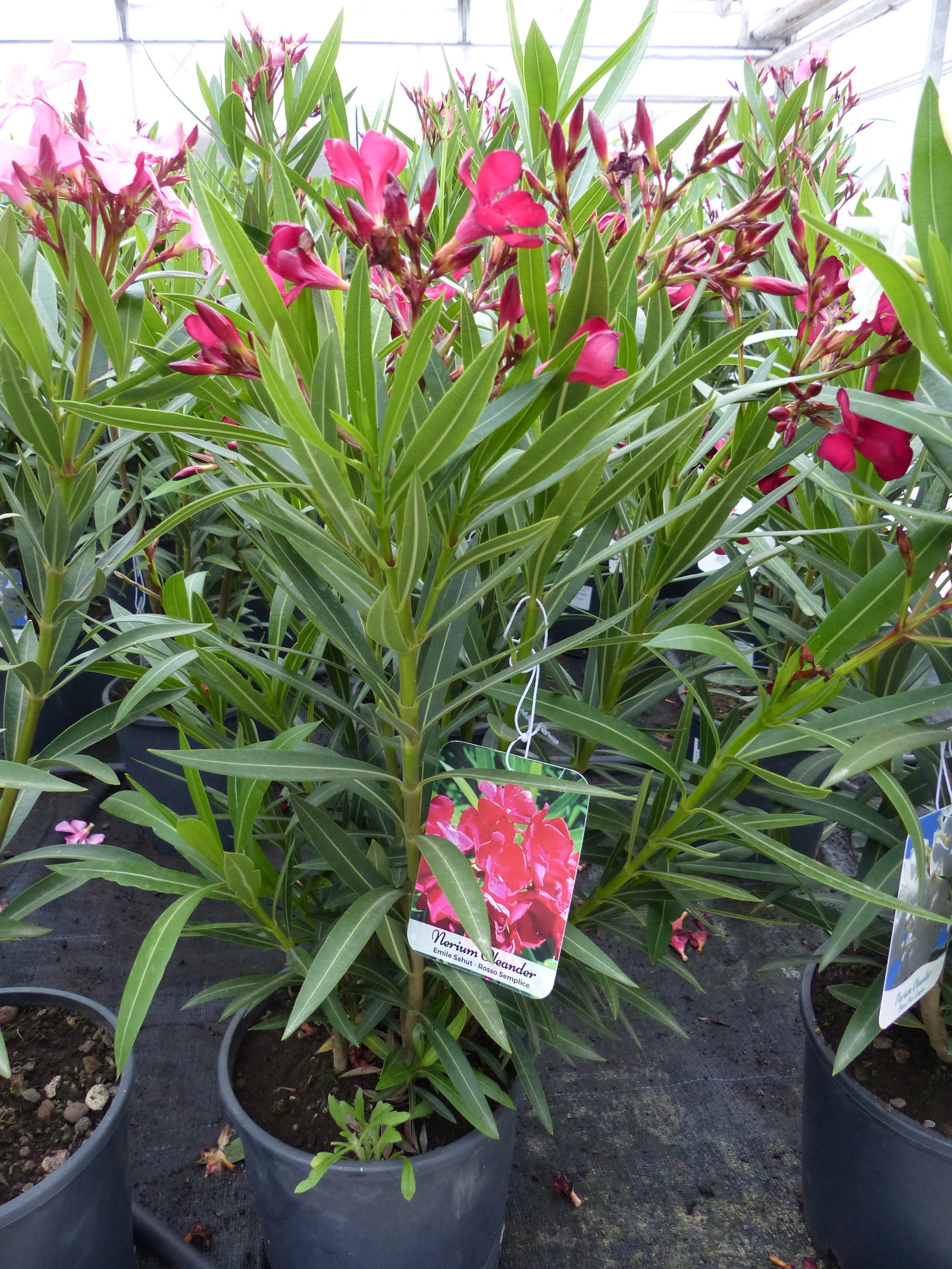 Oleander Busch 80 cm Nerium Rosenlorbeer Premium rot, rosa oder weiß