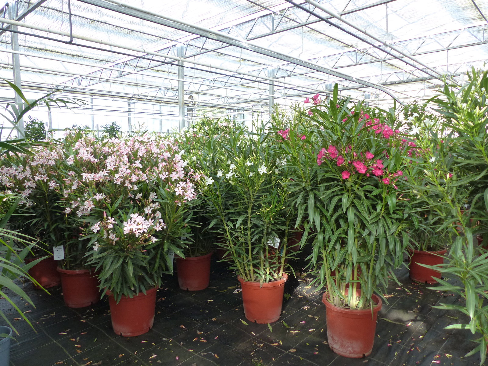 Oleander Premiumqualität 110 - 130 cm Busch Nerium Krone Ø90 cm Rosenlorbeer Premium rot, rosa oder weiß