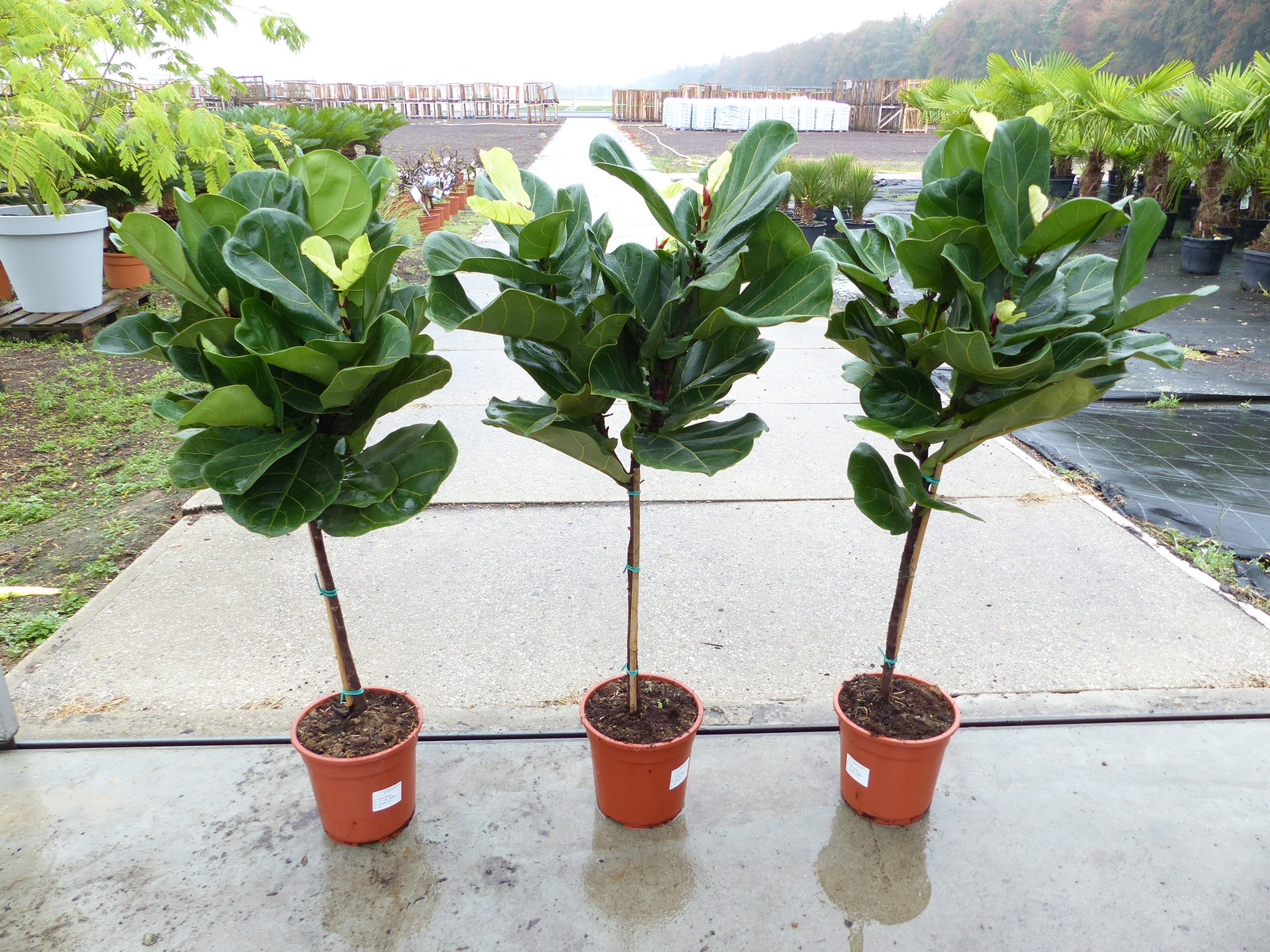 Ficus lyrata | Geigenfeige | Feigenbaum | 100 - 120 cm | Geigenblatt-Ficus | Feige | Stamm | Premiumqualität