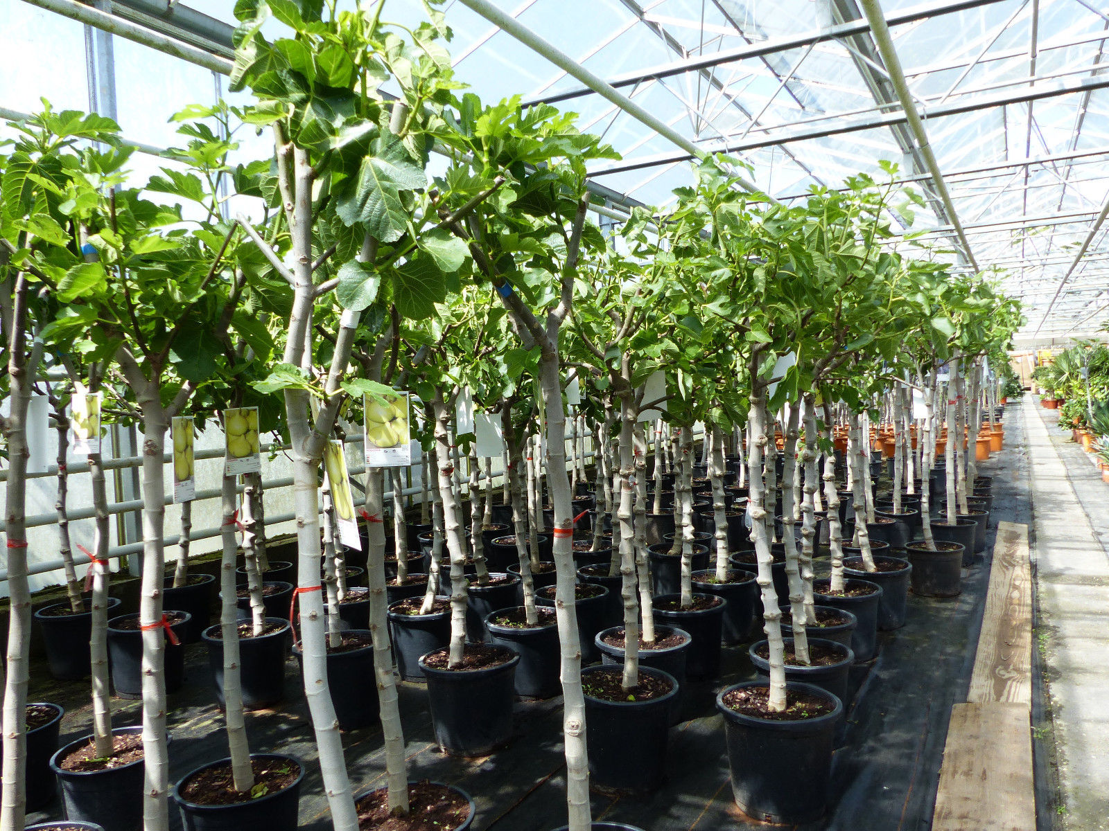 Feigenbaum 150-180 cm Obstbaum winterhart kräftiger Stamm, Ficus Carica, Feige, Obst