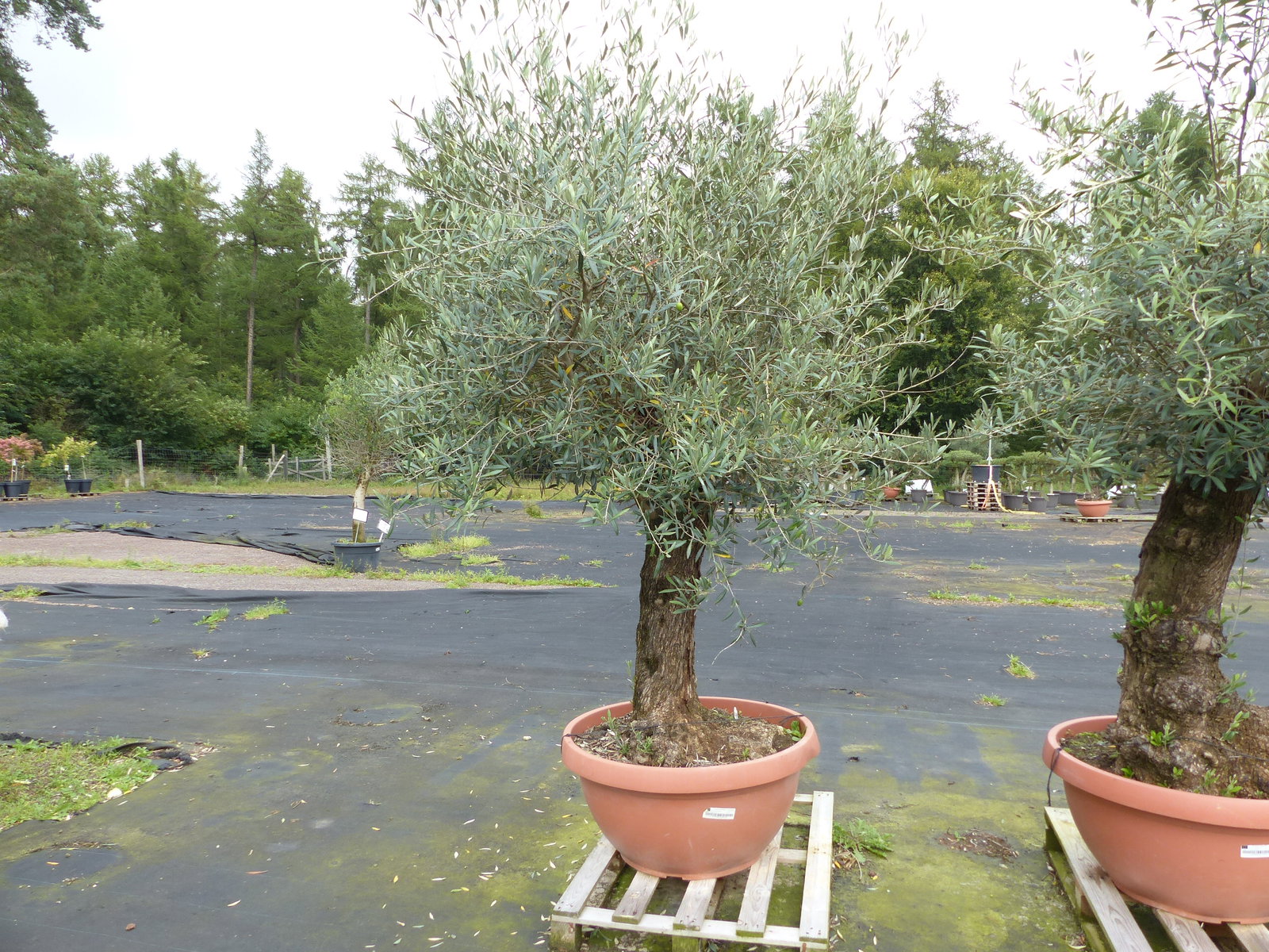genau dieser Olivenbaum verzweigt Hojiblanca 280 cm winterharte Olive, Olea europaea