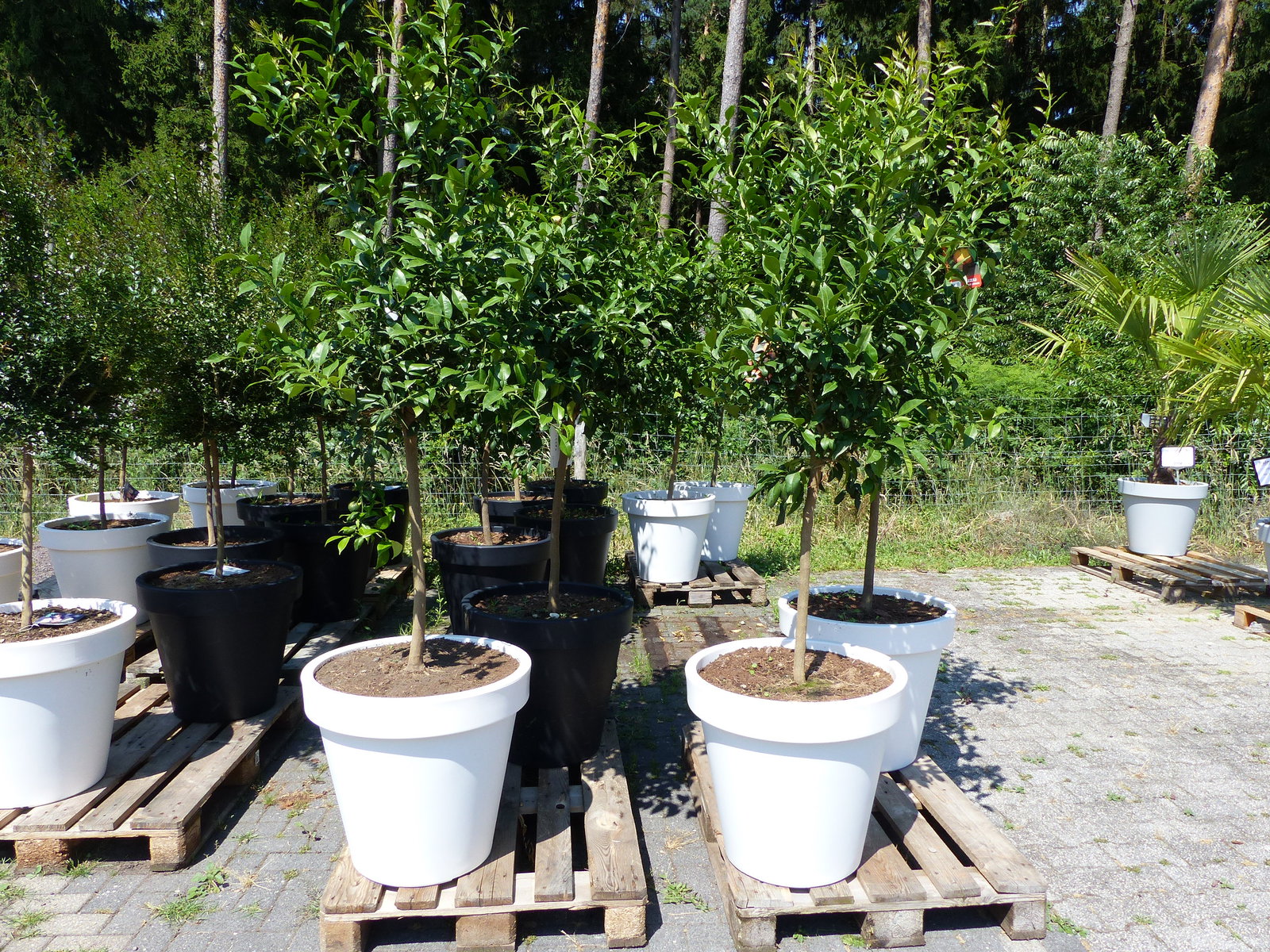 Citrus Yuzu | 190 - 210 cm | im E&K Pflanzkübel | Zitronenbaum | Zitrone | japanische Zitrone | winterhart