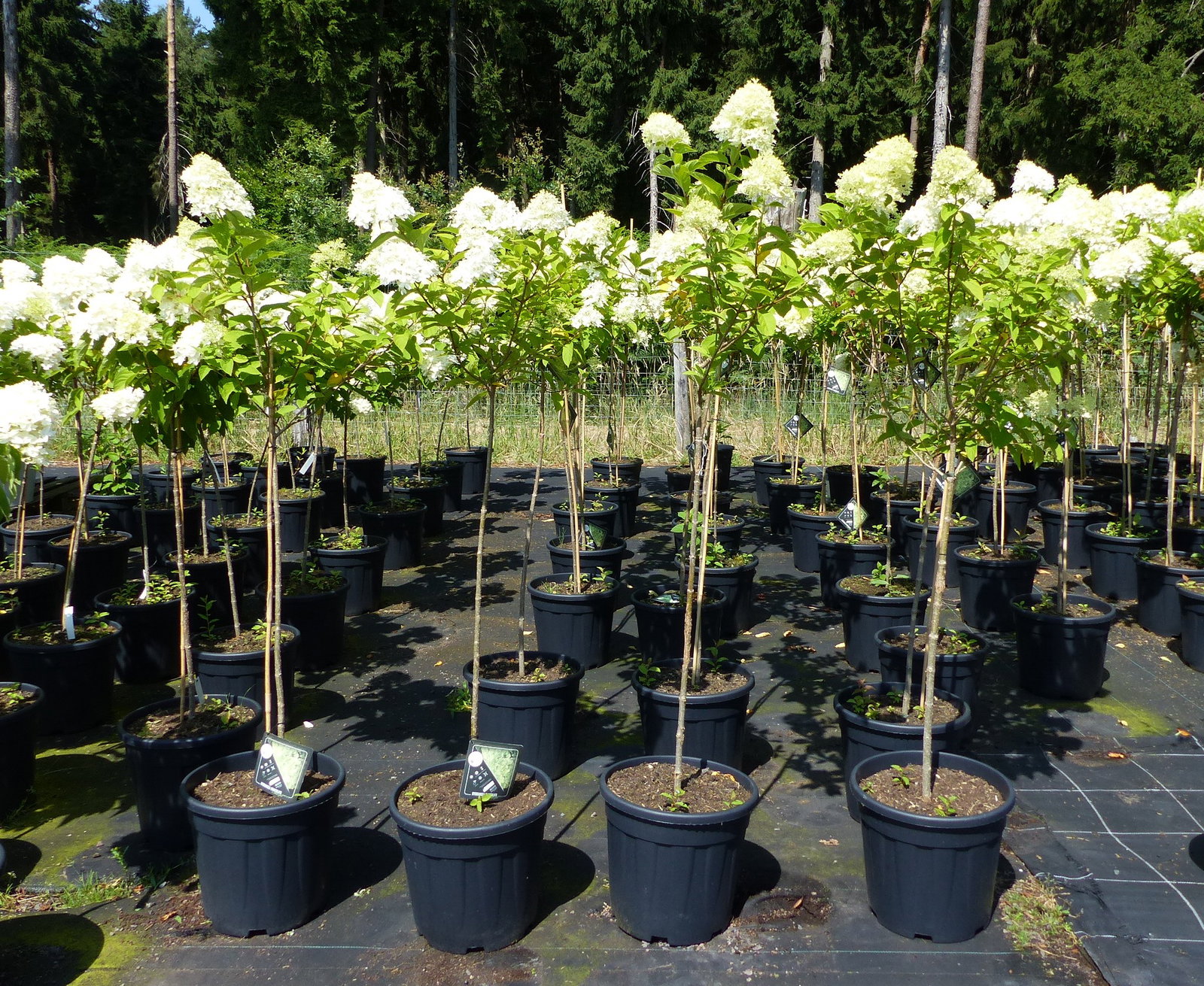 Hortensie Rispenhortensie Stamm 150 - 170 cm Limelight weiß Hydrangea Paniculata winterhart