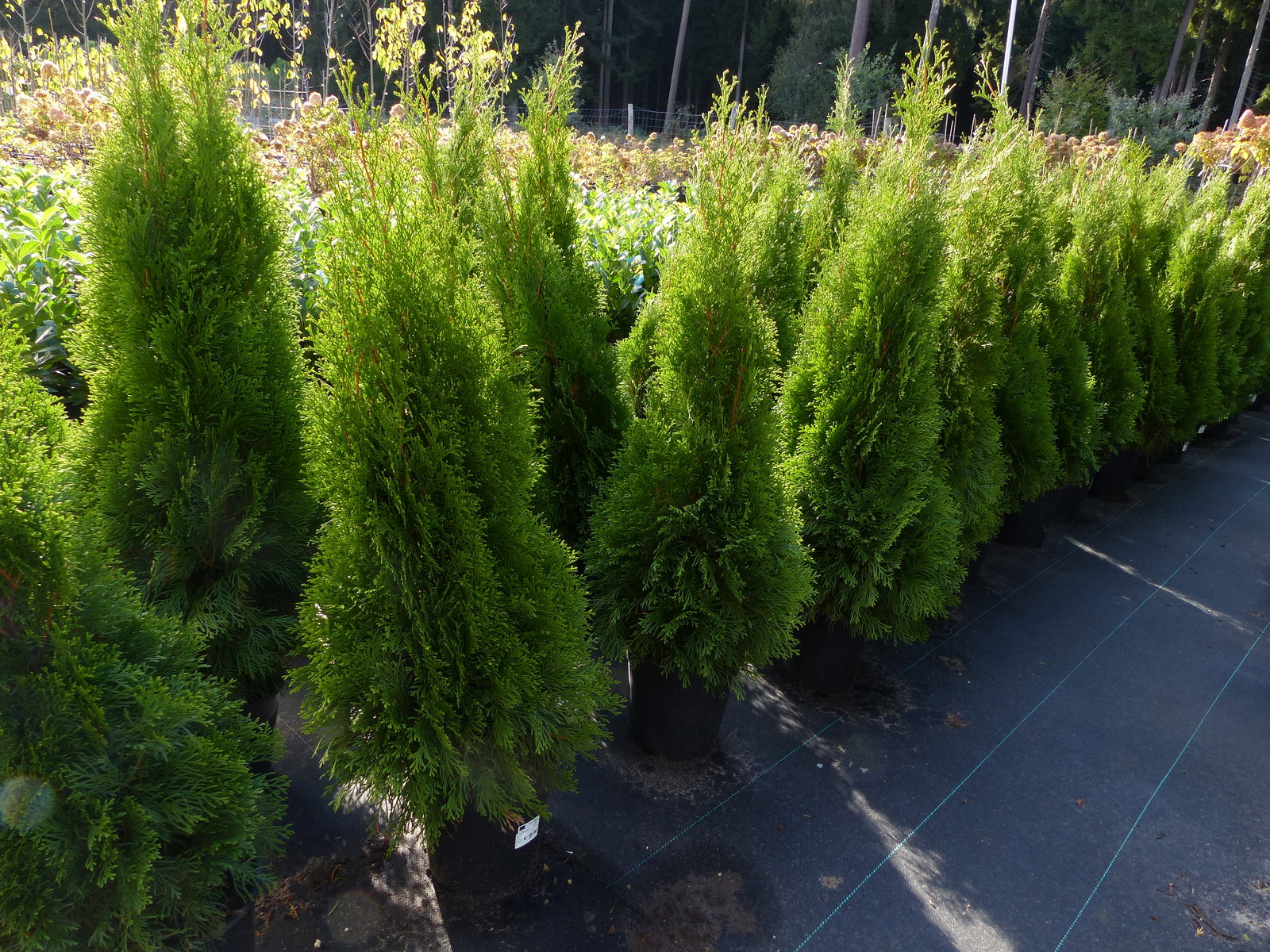 Thuja occ. Smaragd 100-120 cm, Heckenpflanze, Formschnitt, immergrün