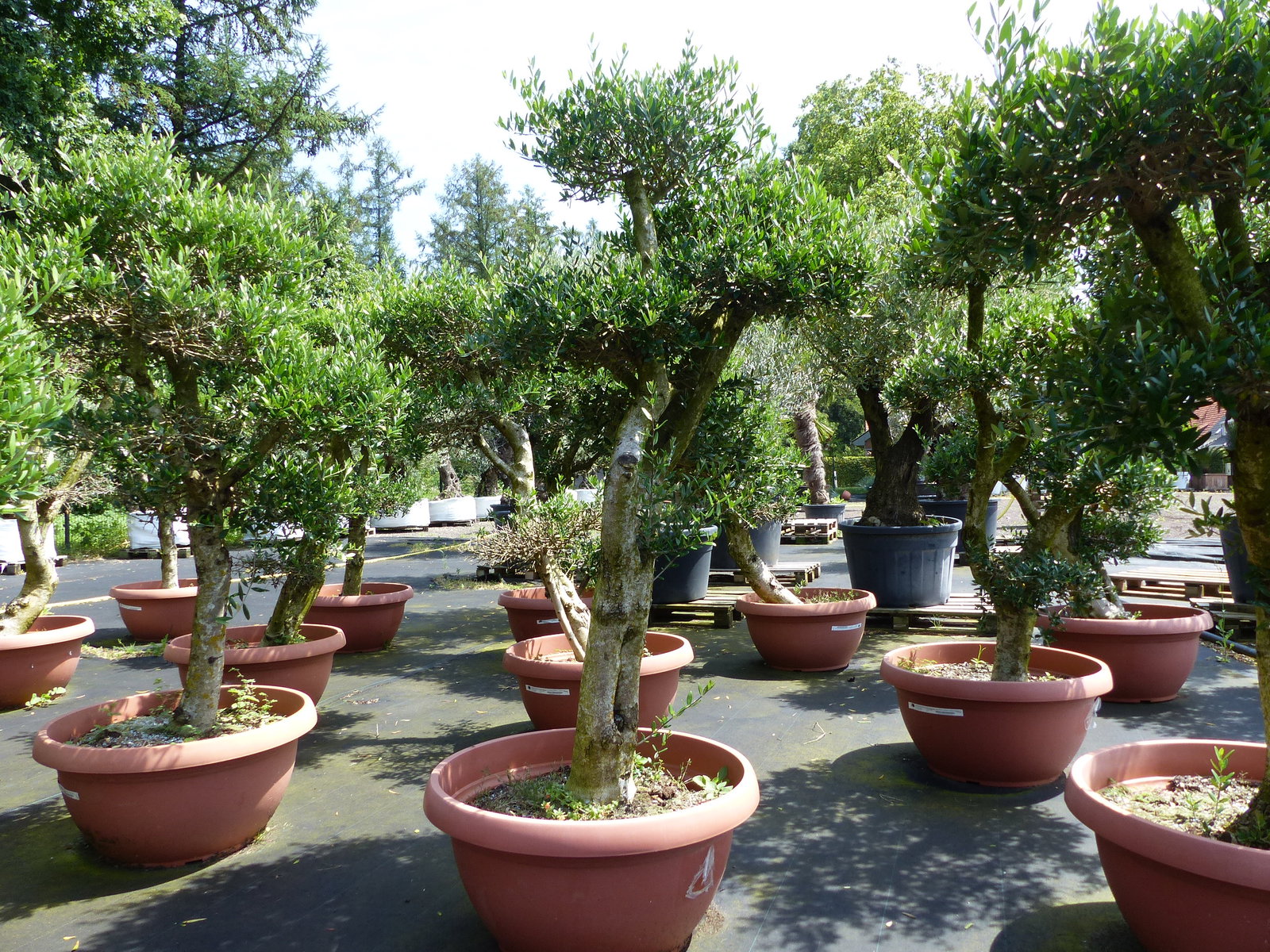 Angebot | Olive Olivenbaum Pon Pon | 160-190cm in 90L-Schale | 5 - 7 Pon Pon | Bonsai Formgehölz, winterhart