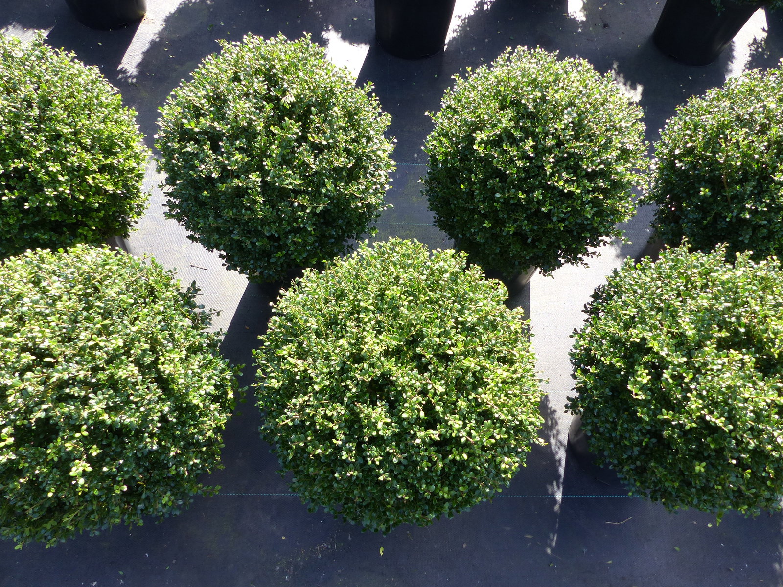 2 Stück PREMIUM Ilex crenata Stokes Kugel rund Ø 40 - 45 cm Buchsbaum Ersatz winterhart + robust