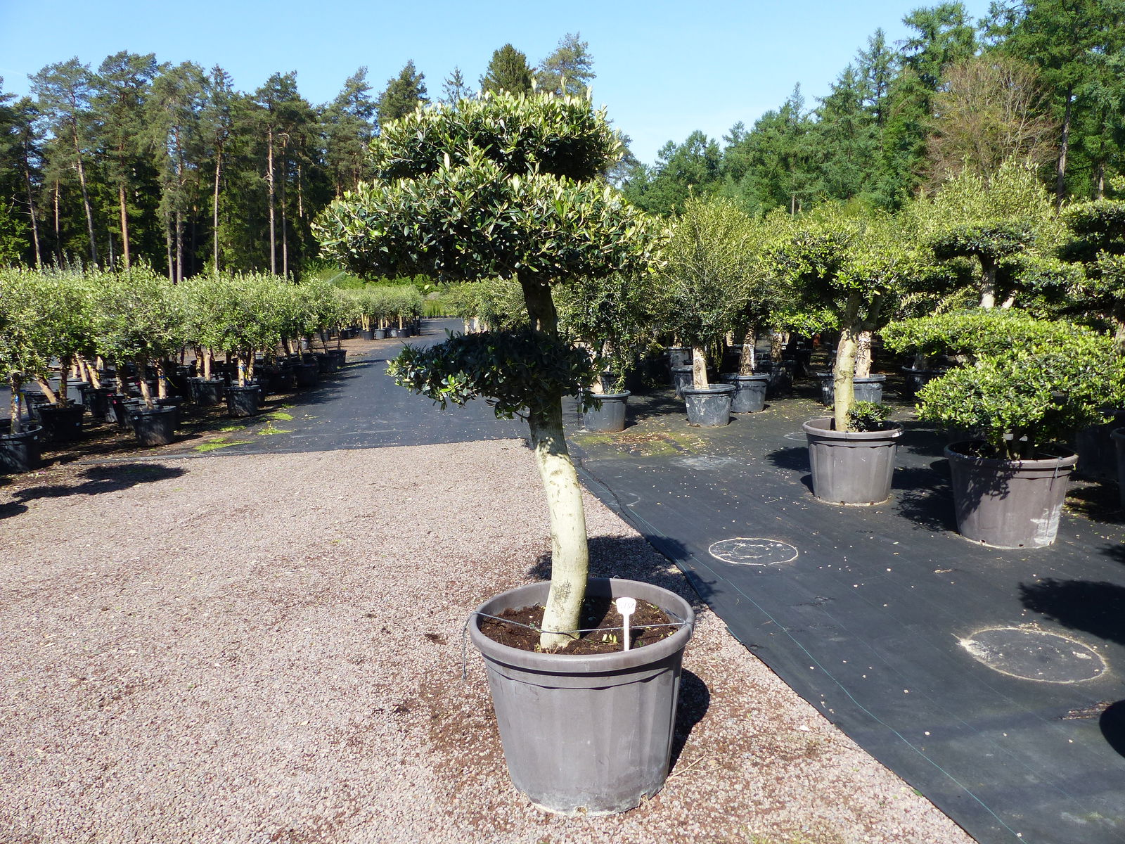 Olivenbaum Pon Pon 190/195 cm Bonsai Formgehölz Gartenbonsai Formschnitt winterhart
