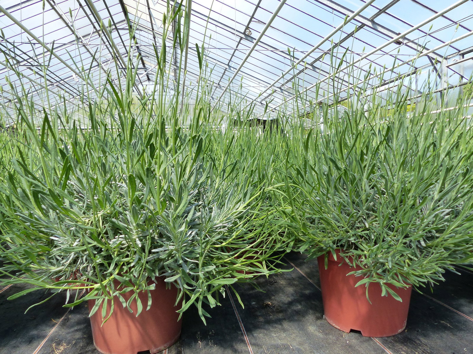 echter Lavendel XL BUSCH Ø 40cm, Höhe 40 cm, Lavandula Angustifolia Kräuter Pflanze Kräuterküche