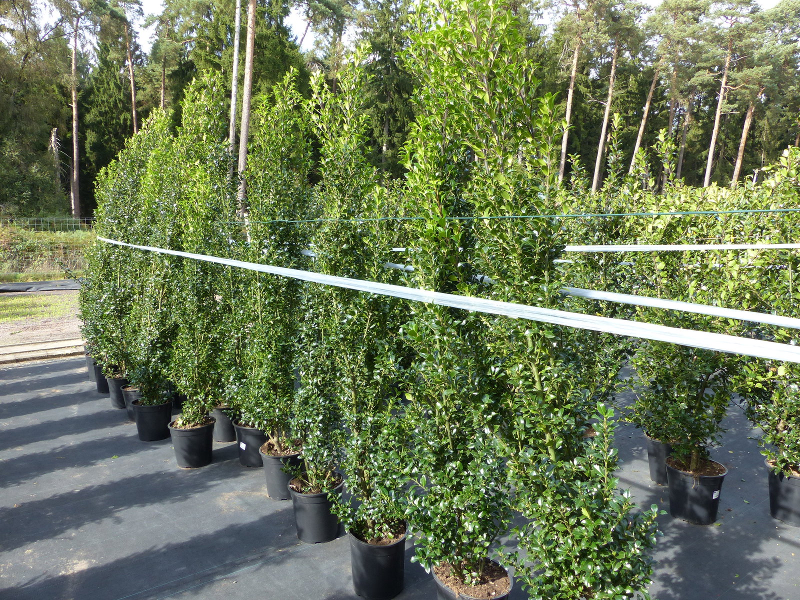 Ilex meserveae Blue Prince 170–195 cm blaue Stechpalme Hecke