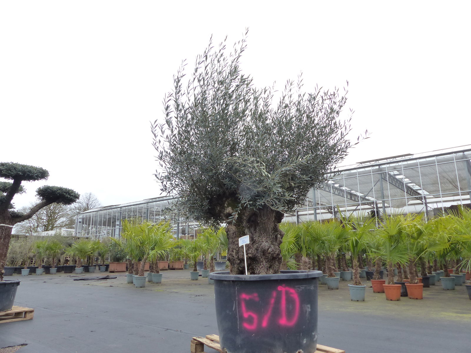 genau diesen Baum Nr. 5/D, 250 cm, Olivenbaum, knorrige alte urige Olive winterhart