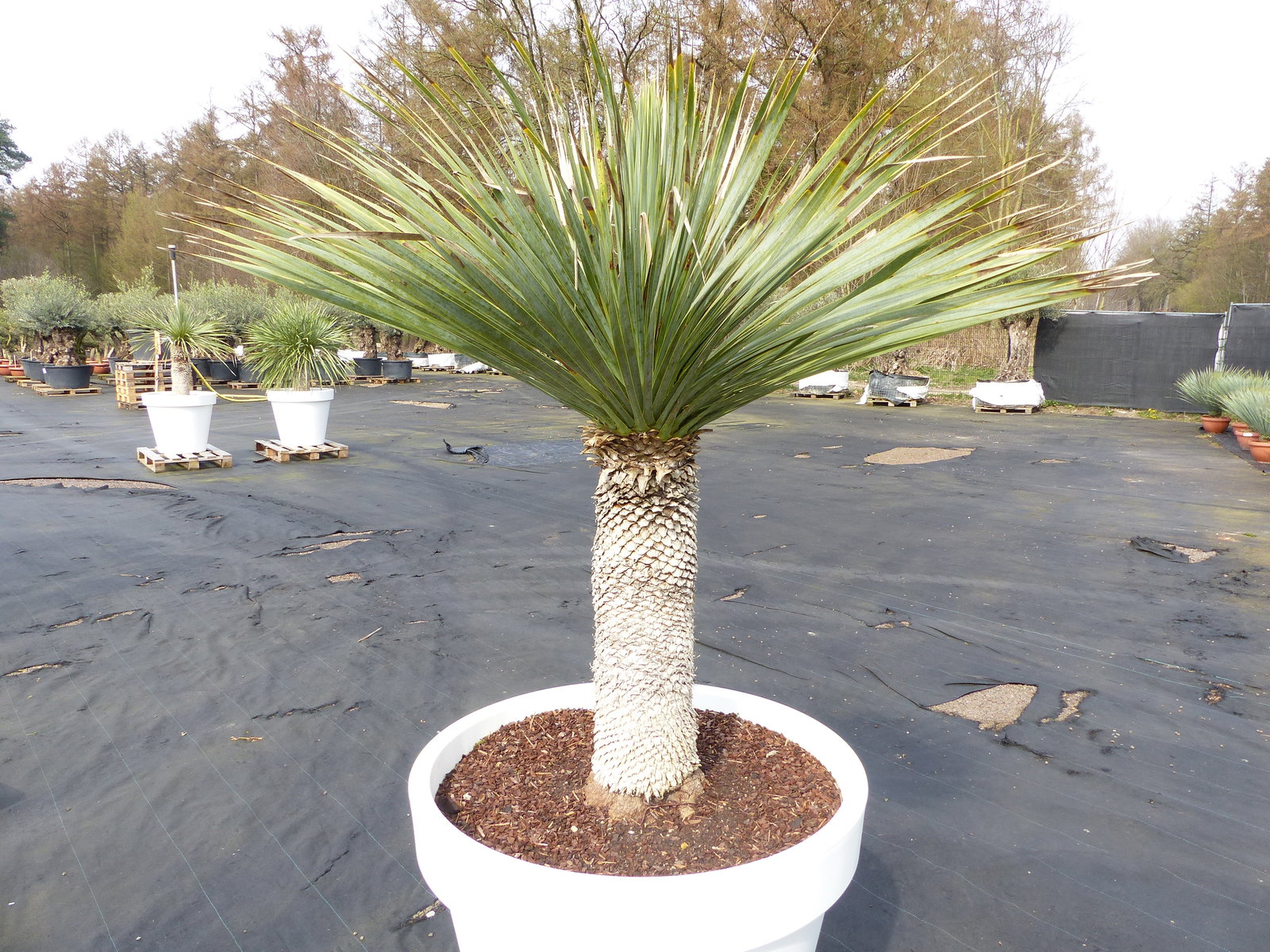 Yucca Rostrata 170 cm | Stamm 65 cm | im Pflanzkübel Ø80 cm Weiß winterhart