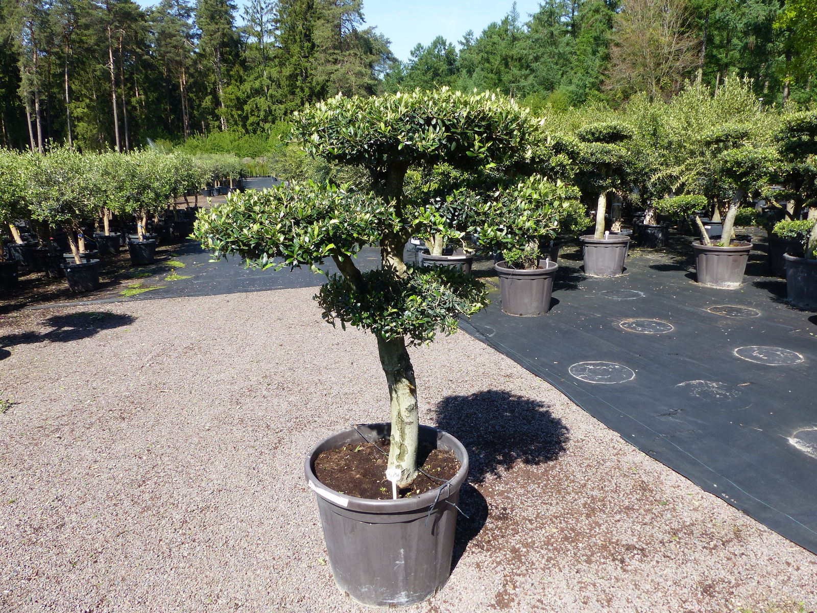 Olivenbaum Pon Pon 180 cm Bonsai Formgehölz Gartenbonsai Olea europaea Olive winterhart