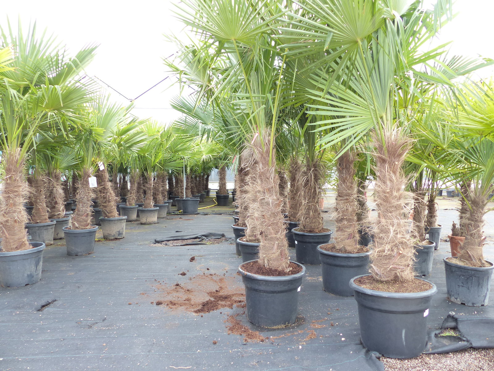 Trachycarpus fortunei, 70 - 100 cm Stamm, 210 - 250 cm Hanfpalme, winterharte Palme bis -18°C