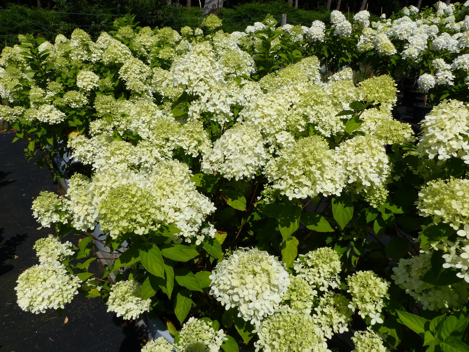 Hortensie Rispenhortensie 'Limelight' im E&K Pflanzkübel 120-140 cm Hydrangea Paniculata winterhart