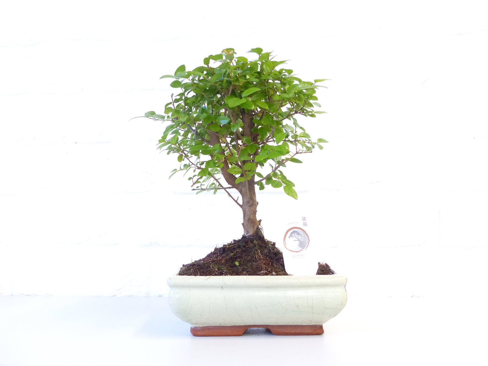Sageretia Bonsai 30 - 40 cm Feng Shui Zimmerpflanze in Keramikschale
