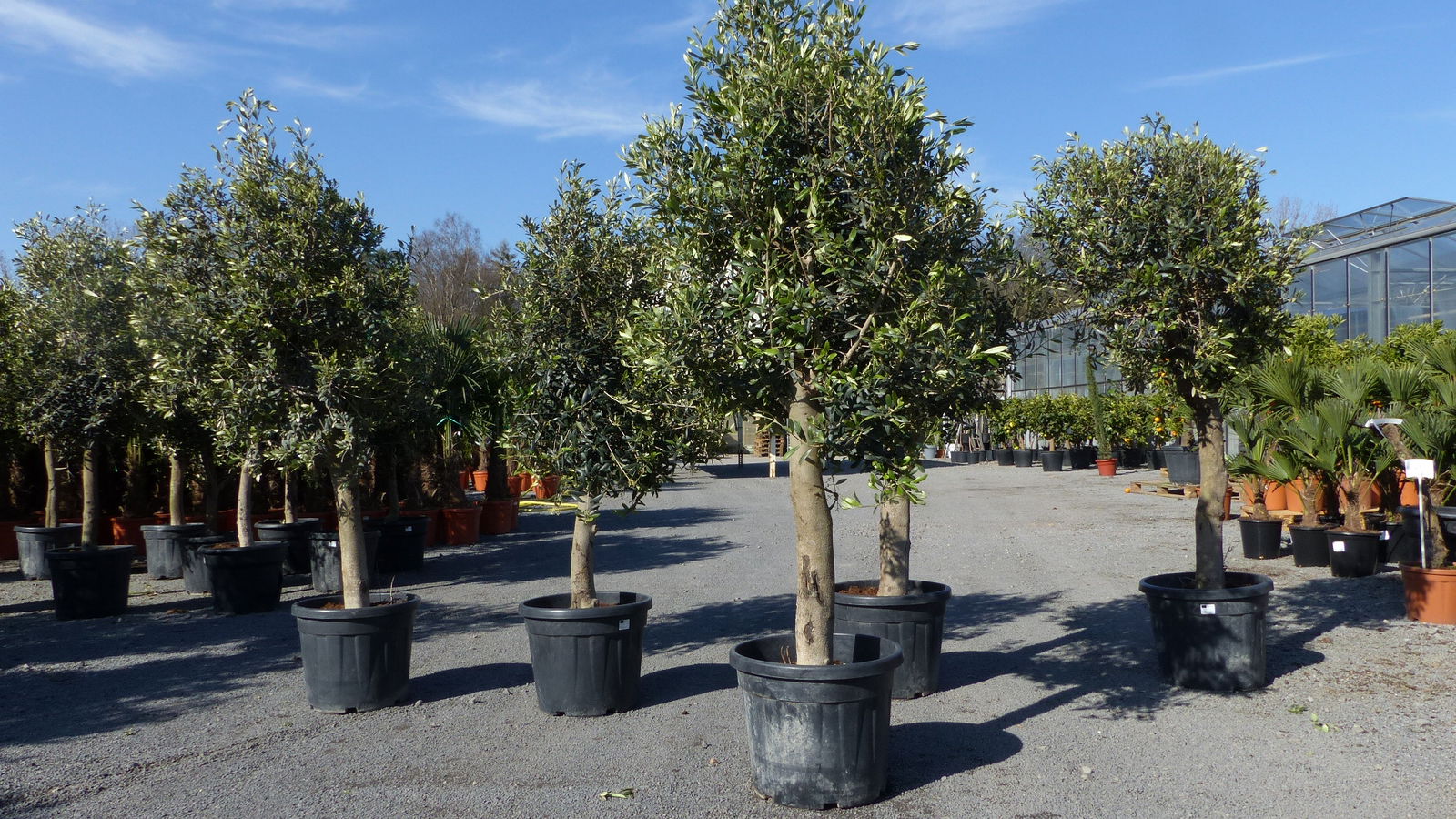 Olivenbaum Olive "20 Jahre" beste Qualität, Stammumfang 20 - 30 cm, winterhart, Olea Europaea