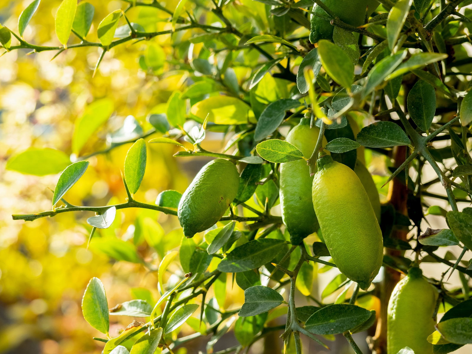 Kaviarlimette 65 - 75 cm | grüner Kaviar | Zitrusbaum | Fingerlimette | veredelt | Premiumqualität | hergestellt auf Sizilien