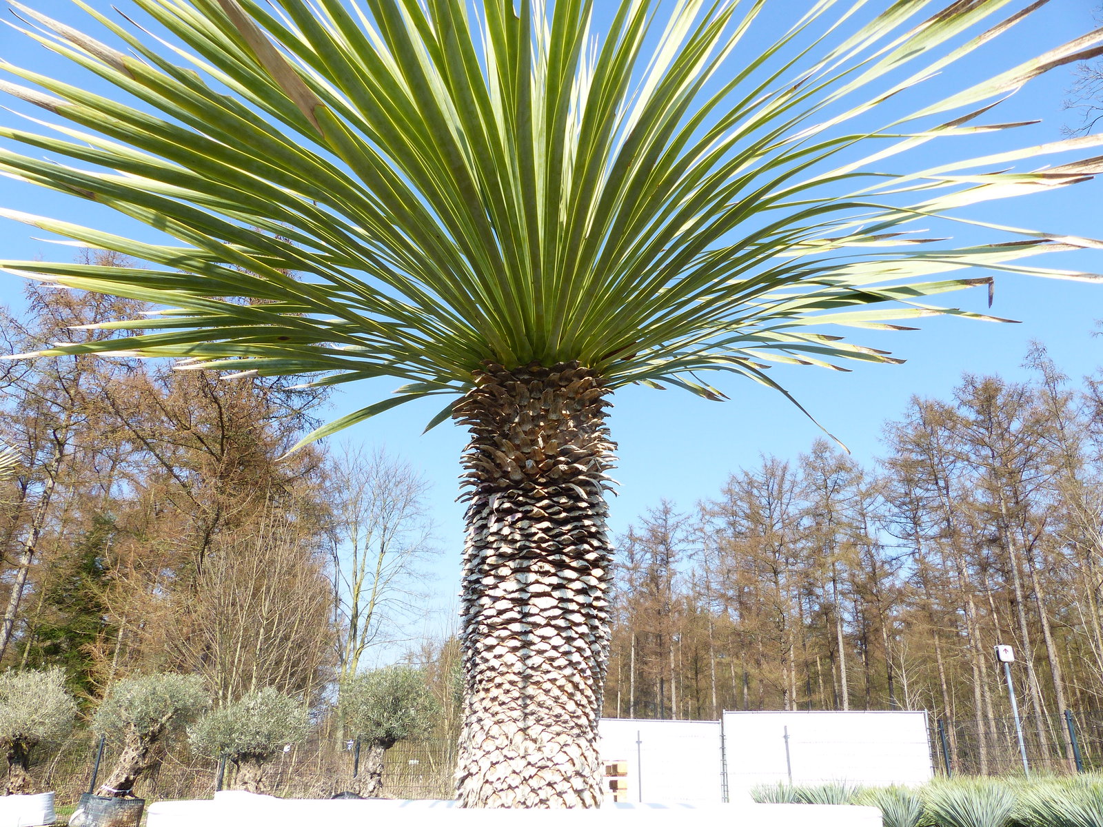 Yucca Rostrata 170 cm | Stamm 55 cm | im Pflanzkübel Ø80 cm Weiß winterhart