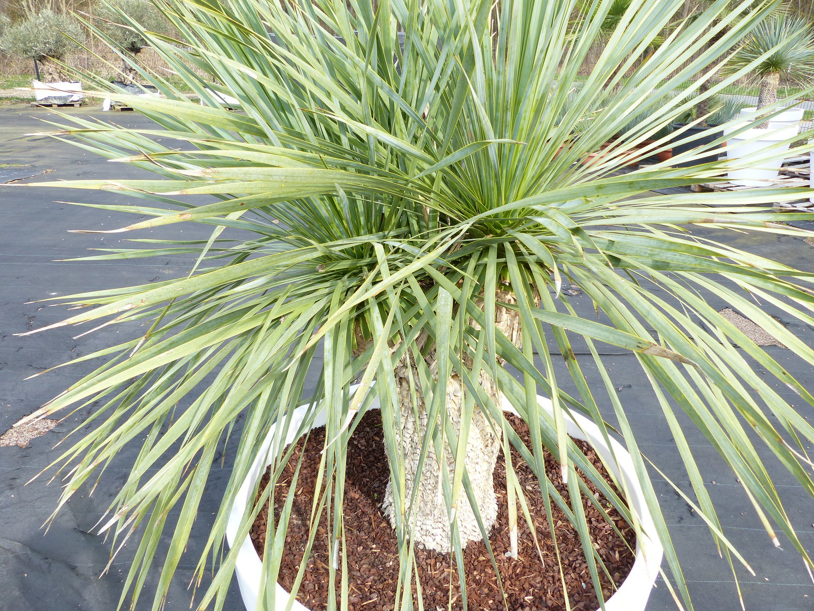 Yucca Rostrata 165 cm | Stamm 40 cm | im Pflanzkübel Ø80 cm Weiß winterhart