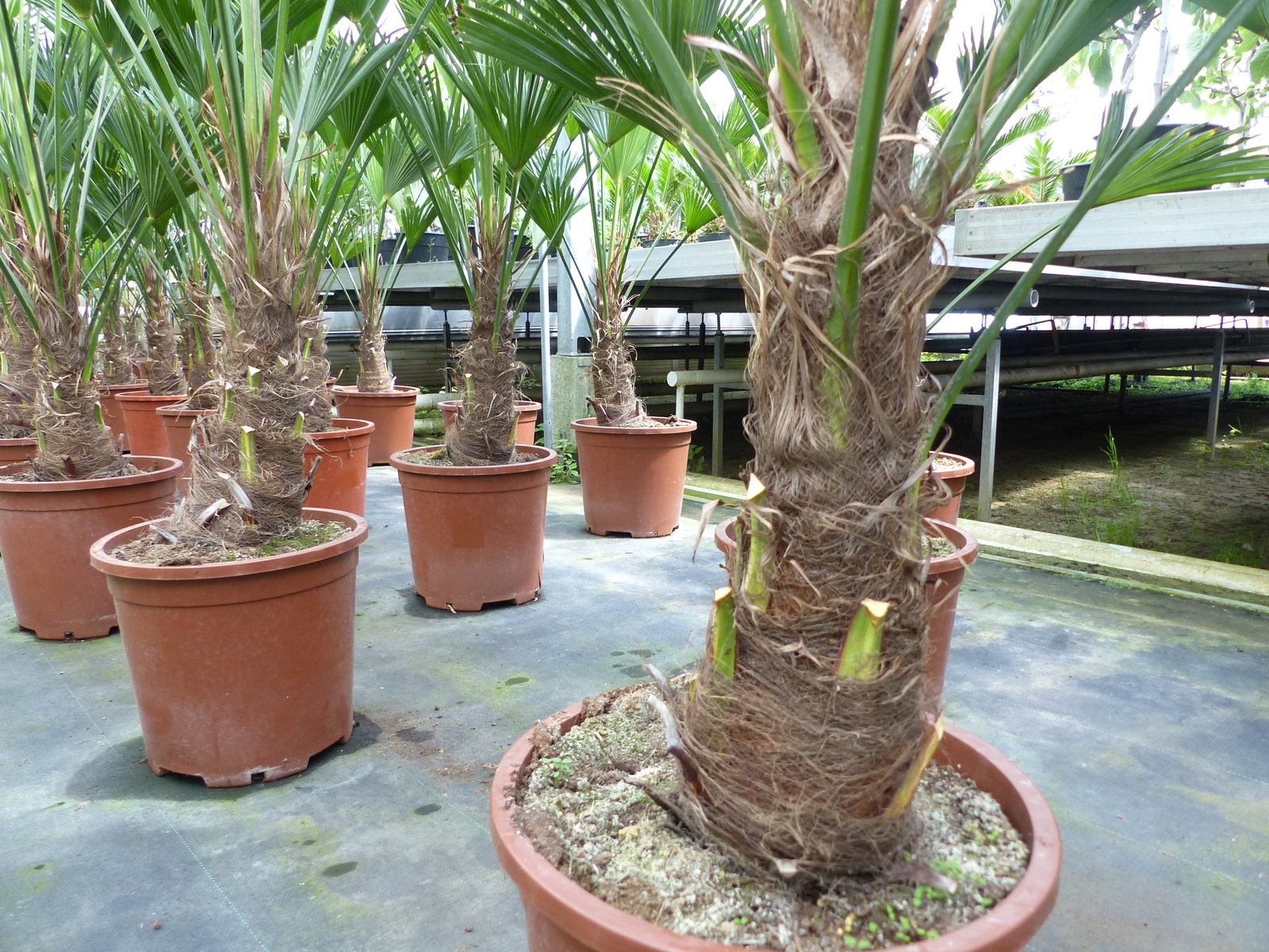 Palme winterhart 150 - 180 cm Trachycarpus Wagnerianus Wagner Hanfpalme, Top-Qualität