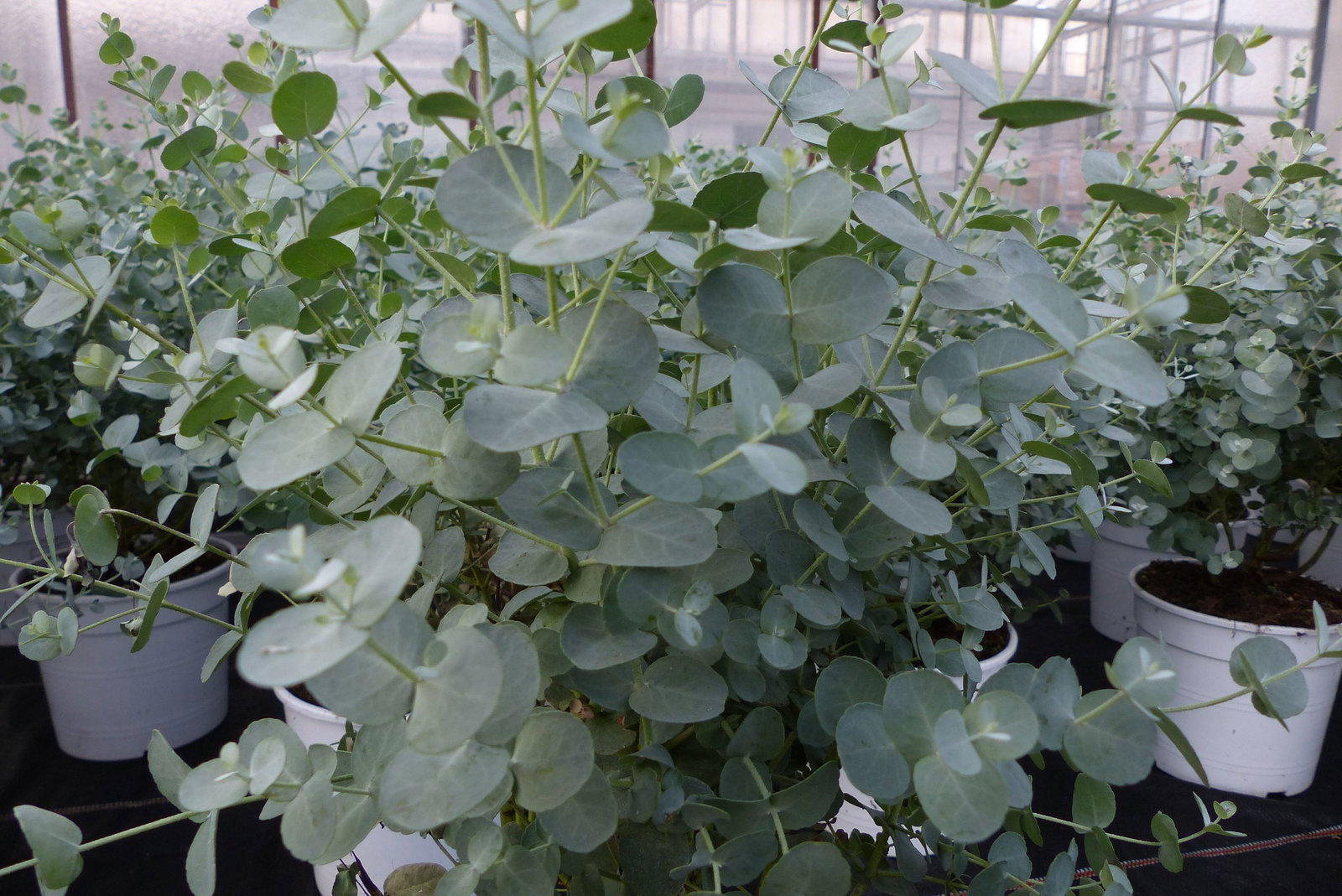 Eucalyptus Gunni Gunnii Busch Kugel Eukalyptusbaum, Höhe 35 - 40cm Pflanze winterhart