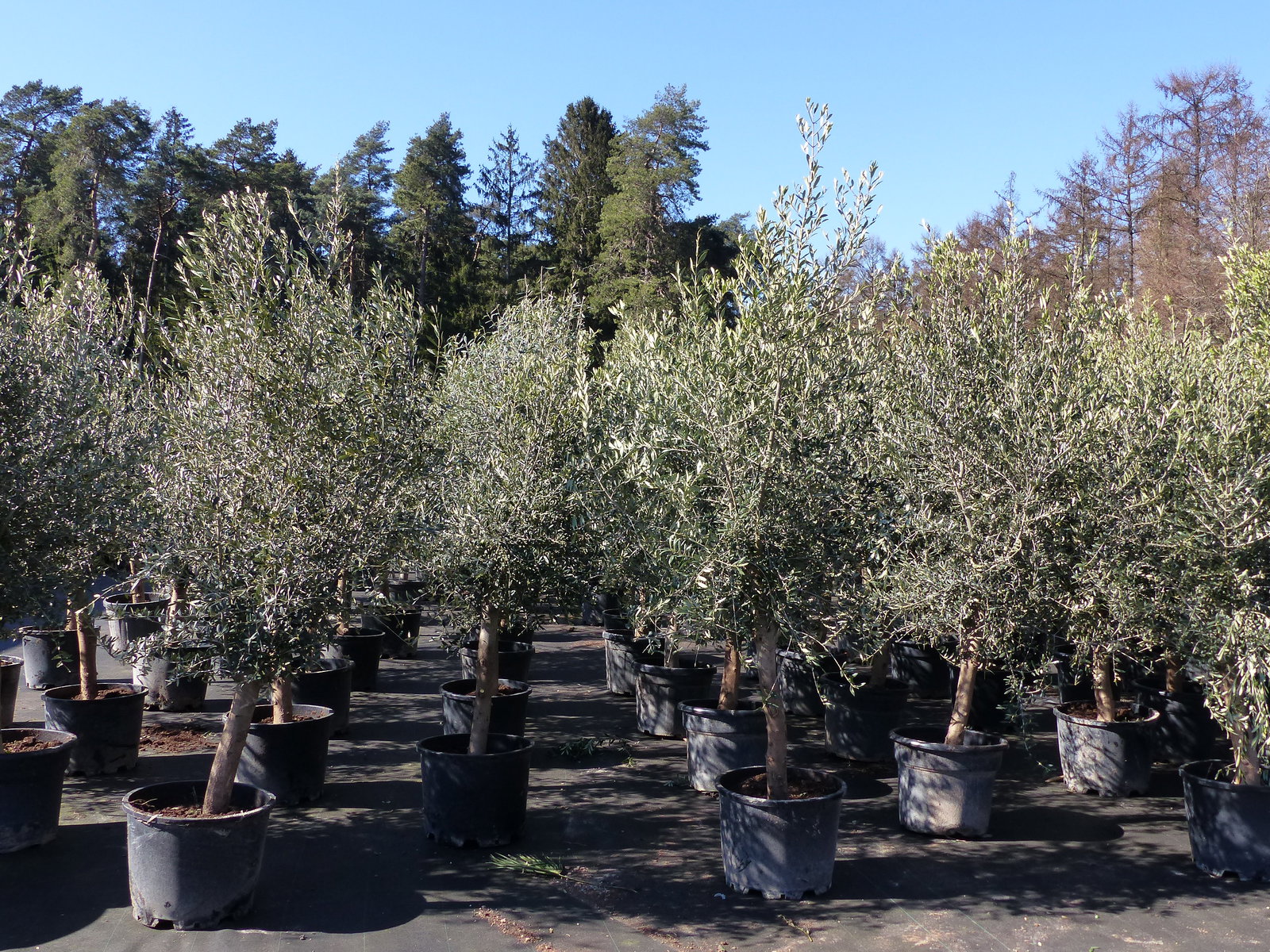 8x Olivenbaum Olive "20 Jahre" 180 - 220 cm, beste Qualität, Stammumfang 20 - 30 cm, winterhart, Olea Europaea