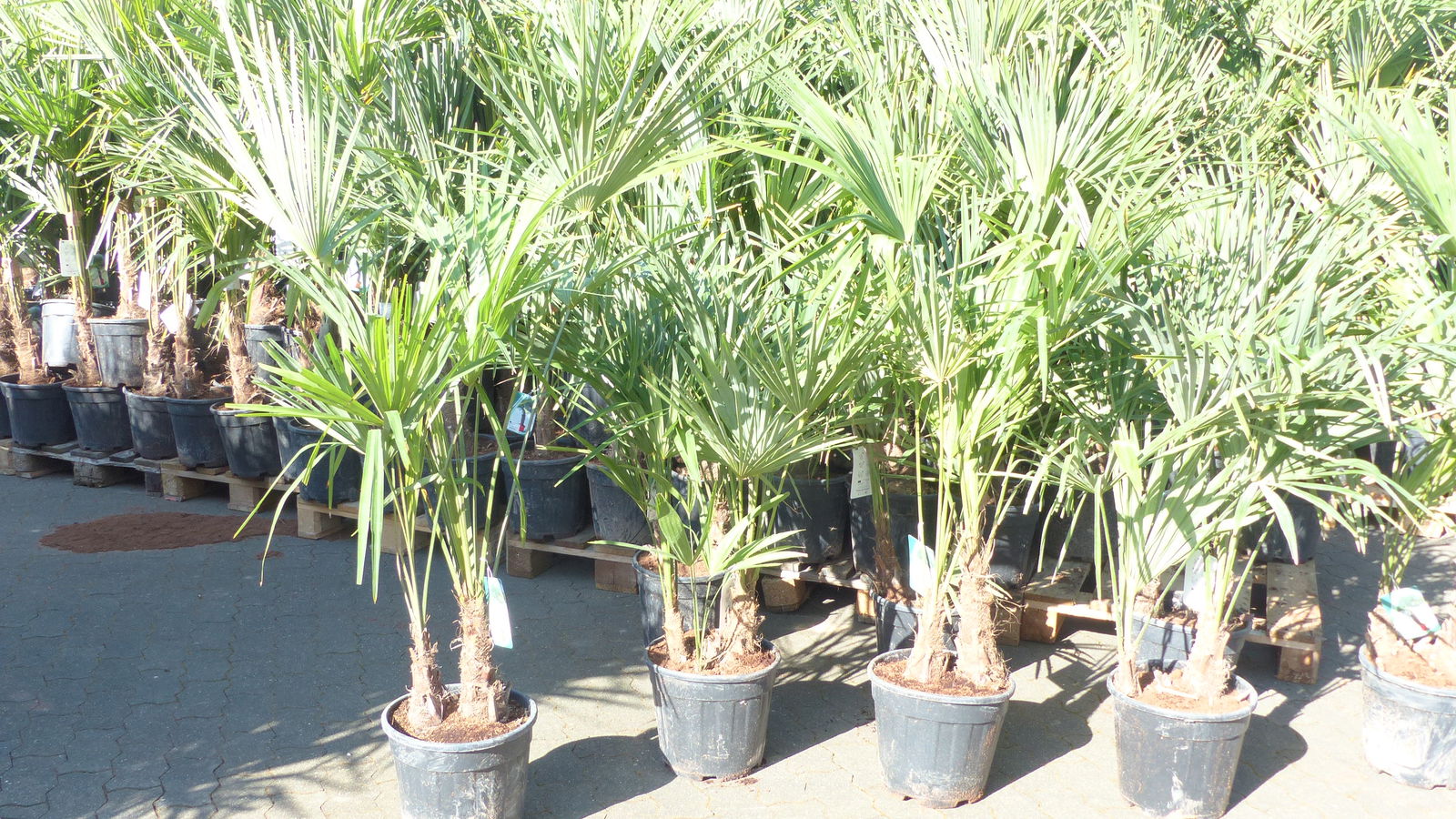 Trachycarpus fortunei Gruppe 120 - 150 cm Palme Hanfpalme, winterhart bis -18°C