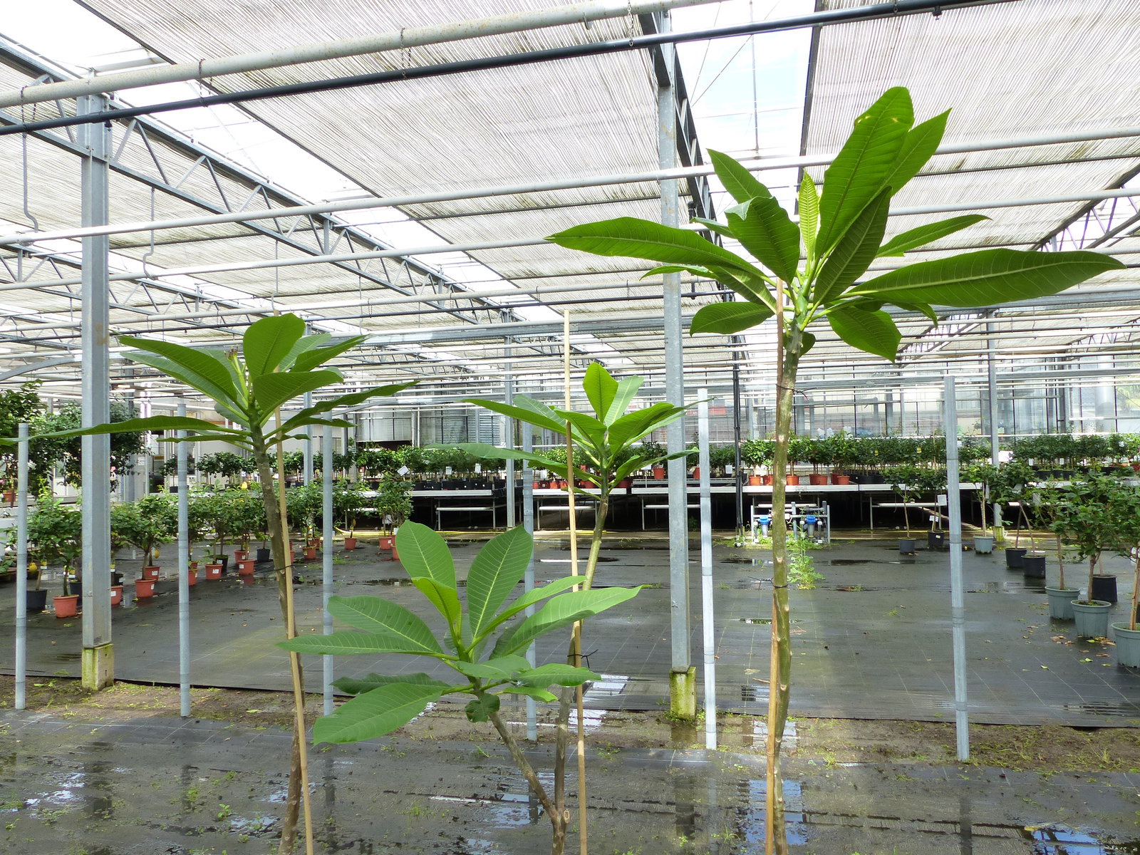 Plumeria rubra Santagata | Frangipani | Tempelbaum | Pagodenbaum | 160 - 190 cm