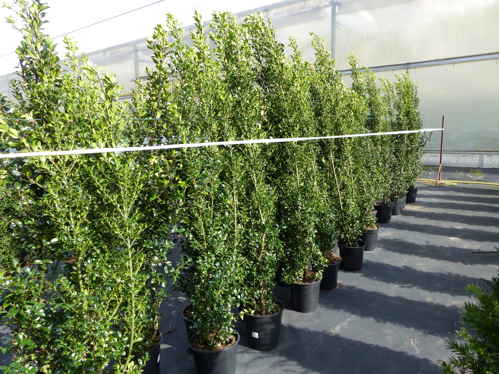 Ilex meserveae Blue Prince 170–195 cm blaue Stechpalme Hecke