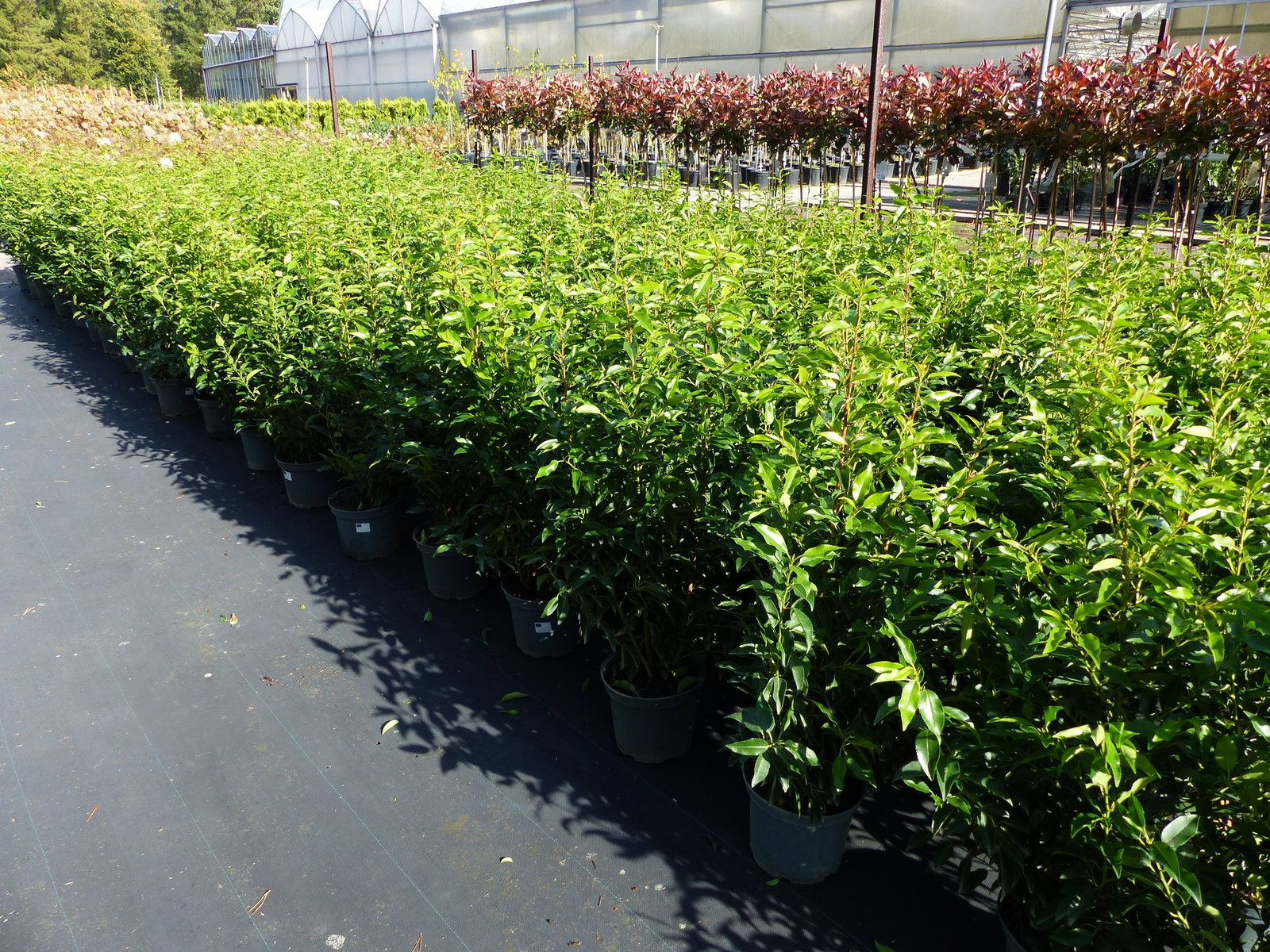 Portugiesischer Kirschlorbeer 100 - 110 cm  'Angustifolia' Prunus lusitanica