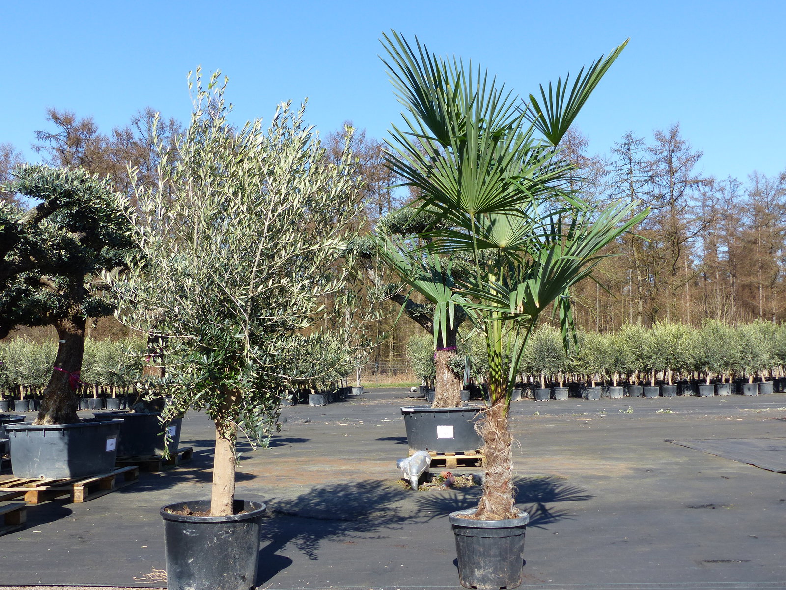 Olivenbaum 20J 180 - 220 cm St.20-30  + 20L Palme St.40 - 60 cm im Set, beste Qualität, winterhart, Trachycarpus Olive